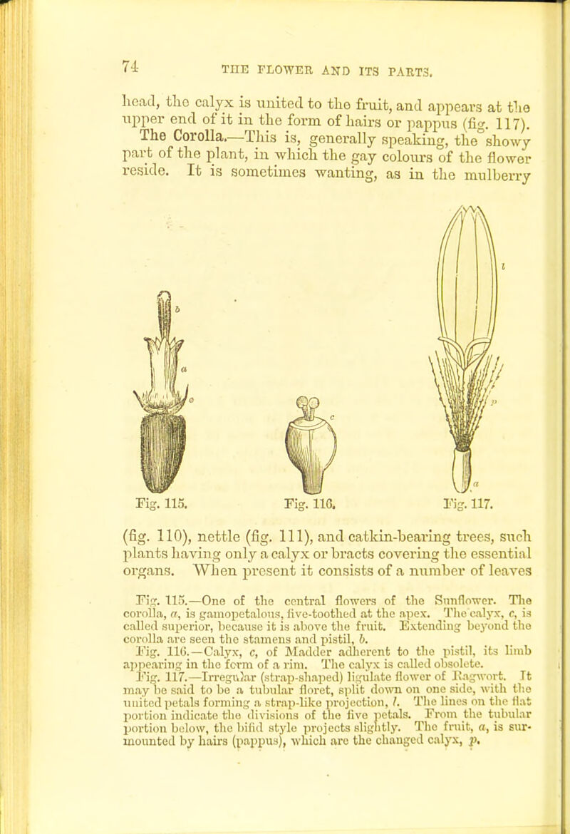 head, tlic calyx is united to tlie fruit, and appears at tlio upper end of it in the form of hairs or pappus (fig. 117). The Corolla.—This is, generally speaking, the°showy part of the plant, in which the gay colours of the flower reside. It is sometimes wanting, as in the mulberry Pig. 115. Fig. 116. rig. 117. (fig. 110), nettle (fig. Ill), and catkin-bearing trees, such plants having only a calyx or bracts covering the essential organs. When present it consists of a number of leaves Fig. 115.—One of the central flowers of the Snnflower. Tlie coroUa, a, is g.amopetalous, live-toothed at the apex. Tlio calyx, c, is called superior, because it is .above the fruit. Extending bej'ond the corolla are seen the stamens and pistil, b. Fig. 110. —Calyx, c, of Madder adherent to the pistil, its limb appearing in the form of a I'im. The calyx is called obsolete. Fig. liZ.—Irregi\}ar (str.ap-shaped) ligiilate flower of Ivagwort. Tt may bo said to be a tubular floret, split do^vn on one side, with tl;e muted petals forming a str.ap-liko projection, /. Tlie lines on the flat portion indicate the divisions of the live petals. From the tubular portion below, the bifid stylo projects sliglitly. The fruit, a, is sur- mounted by hairs (pappus), which are the changed calyx, p.