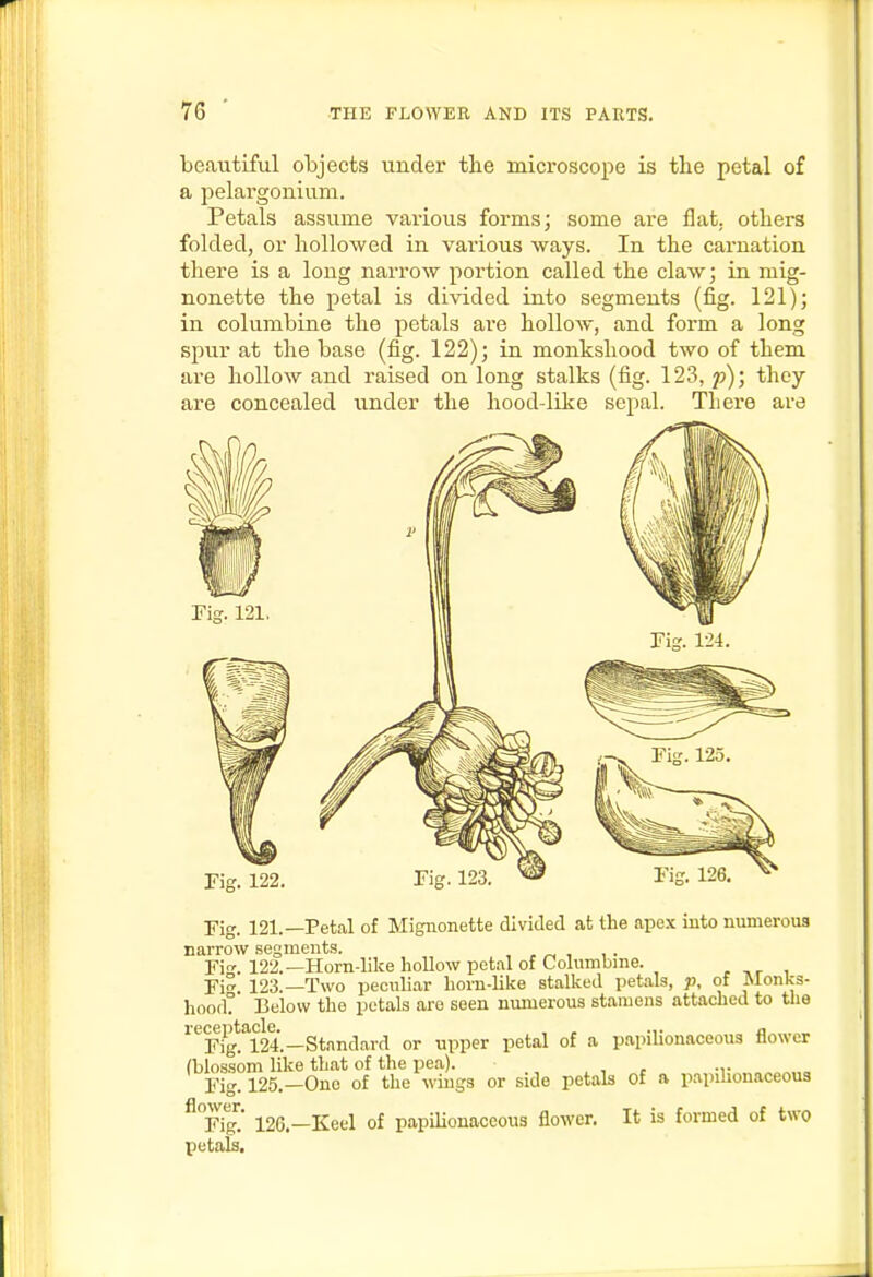 beautiful objects uuder tlie microscope is the petal of a pelargonium. Petals assume various forms; some are flat, others folded, or hollowed in various ways. In the carnation there is a long narrow portion called the claw; in mig- nonette the petal is divided into segments (fig. 121); in columbine the petals are hollow, and form a long spur at the base (fig. 122); in monkshood two of them are hollow and raised on long stalks (fig. 123, p); they are concealed ixnder the hood-like sepal. There are rig. 122. Tig. 123. Fig. 121.—Petal of Mignonette divided at the apex into numerous narrow segments. , , ^ , , . Fi. 122.—Horn-like hollow pet.ll of Columbine. Fi° 123.—Two peculiar horn-like stalked petals, p, of Monks- hood? Below the petals are seen numerous stamens attached to the ^^r/g.*124.—Standard or upper petal of a papiUonaceous flower (blossom like that of the pea). , , - -r „„„„ Pig. 125.-One of the wings or side petals of a papihonaceous ^vig' 126.—Keel of papilionaceous flower. It is formed of two petals.