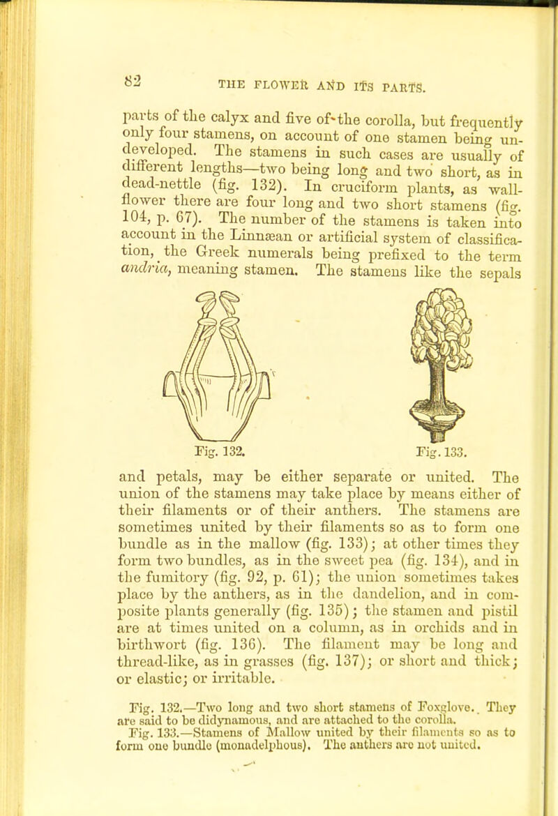 parts of tlie calyx and five of-tlie coroUa, but frequently only four stamens, on account of one stamen being un- developed. The stamens in sucli cases are usually of different lengths—two being long and two short, as in dead-nettle (fig. 132). In cruciform plants, as wall- flower there are four long and two short stamens (fig. 104, p. 67). The number of the stamens is taken into account in the Linnsean or artificial system of classifica- tion, the Greek numerals being prefixed to the term andria, meaning stamen. The stamens like the sepals Fig. 132. Fig. 133. and petals, may be either separate or united. The union of the stamens may take place by means either of their filaments or of their anthers. The stamens are sometimes united by their filaments so as to form one bundle as in the mallow (fig. 133); at other times they form two bundles, as in the sweet pea (fig. 134-), and in tlie fumitory (fig. 92, p. 61); the union sometimes takes place by the anthers, as in the dandelion, and in com- posite plants generally (fig. 135); tlie stamen and pistil are at times united on a column, as in orchids and in birthwort (fig. 136). The filament may be long and thread-like, as in grasses (fig. 137); or short and thick; or elastic; or irritable. Fig. 132.—Two long and two short stamens of Foxglove.. They are said to be didynamous, and are attached to the corolla. Fig. 133.—Stamens of Mallow imited by their filaments so as to form one bundle (monadeliihous). The anthers jwo not united.