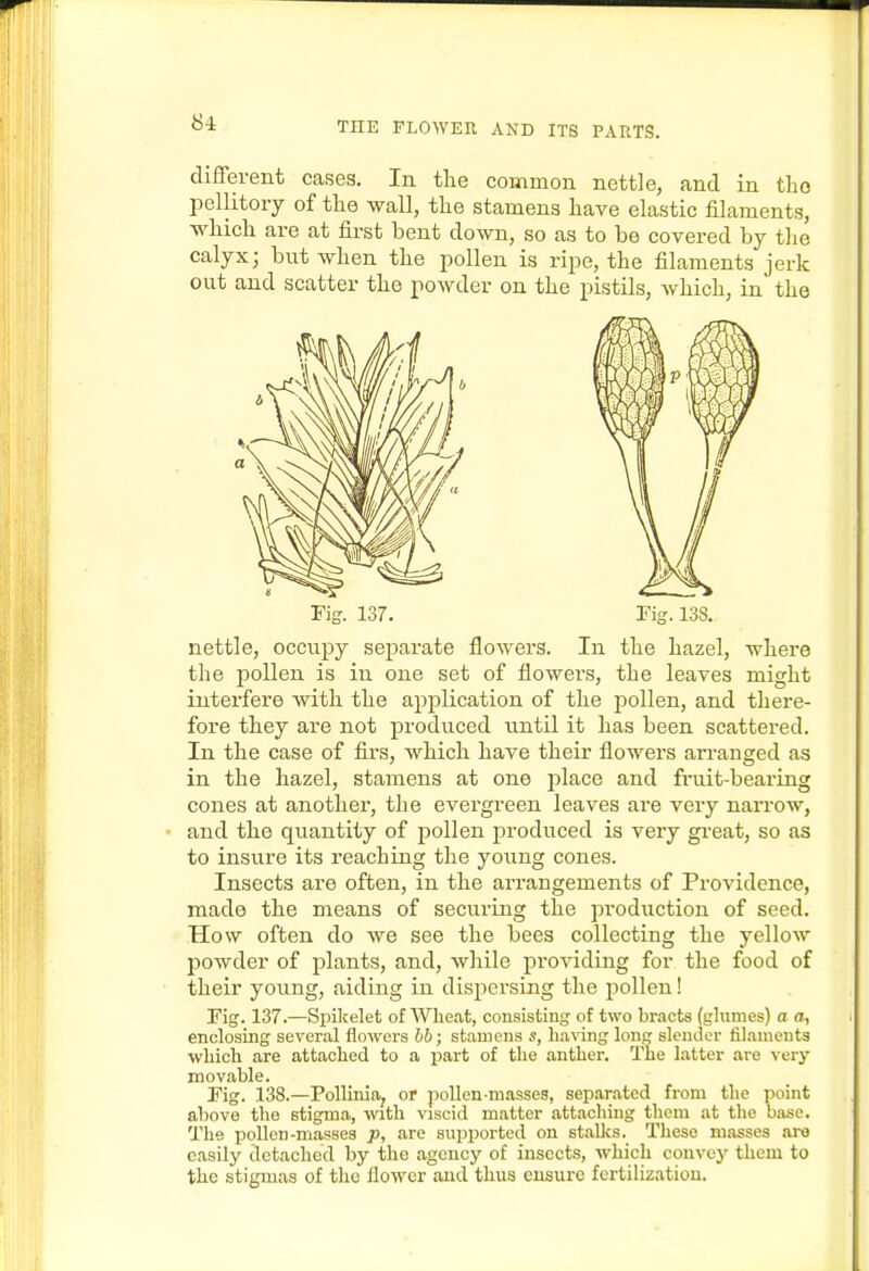 different cases. In tlie common nettle, and in the pellitoiy of the wall, the stamens have elastic filaments, which are at first bent down, so as to be covered by the calyx; but when the pollen is ripe, the filaments jerk out and scatter the powder on the pistils, Avhich, in the nettle, occupy separate flowers. In the hazel, where the pollen is in one set of flowers, the leaves might interfere with the application of the pollen, and there- fore they are not produced until it has been scattered. In the case of firs, which have theii' flowers arranged as in the hazel, stamens at one place and fruit-bearing cones at another, the evergreen leaves are very narrow, and the quantity of pollen produced is very great, so as to insure its reaching the young cones. Insects are often, in the arrangements of Providence, made the means of securing the production of seed. How often do we see the bees collecting the yellow powder of plants, and, while pi-oviding for the food of their young, aiding in dispersing the pollen! Fig. 137.—Spikelet of Wheat, consisting of two bracts (glumes) a a, enclosing several flowers bb; stamens s, having long sleudor filaments wLich are attached to a i^art of the anther. The latter are very movable. Fig. 138.—Pollinia, or pollen-masses, separated from the point above the stigma, with viscid matter attaching them at the base. The j)olloD-masses p, are supported on stallvs. These masses are easily detached by the agency of insects, which convcj^ them to the stigmas of the flower and thus ensure fertilization.