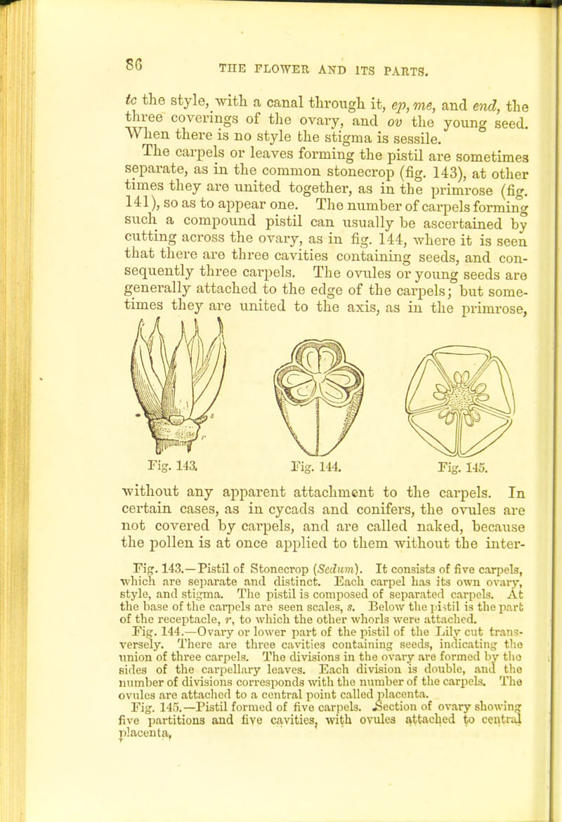 to the style, with a canal tlirough it, ep,me, and end, the three coverings of the ovary, and ov the young seed. When there is no style the stigma is sessile. The carpels or leaves forming the pistil are sometimes separate, as in the common stonecrop (fig. 143), at other times they are united together, as in the primi-ose (fig. 141), so as to appear one. The number of carpels forming such a compound pistil can usually be ascertained by cutting across the ovary, as in fig. 144, where it is seen that there are three cavities containing seeds, and con- sequently three carpels. The oviiles or young seeds are generally attached to the edge of the carpels; but some- times they are united to the axis, as in the primrose, Fig. 14a Tig. 144. without any apparent attachment to the carpels. In certain cases, as in cycads and conifers, the ovules are not covered by carpels, and are called naked, because the pollen is at once applied to them without the inter- rig. 143.—Pistil of Stonecrop {Scchim). It consists of five carpels, wliioh .ire separate and distinct. Each carpel Las its own ovarj', style, and stigma. Tlie pistil is composed of separ.ated carpels. At tlie base of the carpels are seen scales, s. Below the pistil is the part of the receptacle, r, to which the other whorls were attached. Fig. 144.—Ovary or lower part of the pistil of the Lily cut tr.ans- versely. There are three cavities containing seeds, indicating the imion of tliree carpels. The divisions in the ovary are formed by the sides of the carpellary leaves. Each division is double, and the luimljer of divisions corresponds with the number of tlie carpels. The ovules arc attached to a central point called placenta. Fig. 145.—Pistil formed of five carpels. Section of ovary showini^ five partitions and five cavities, with ovules attached to central placenta,