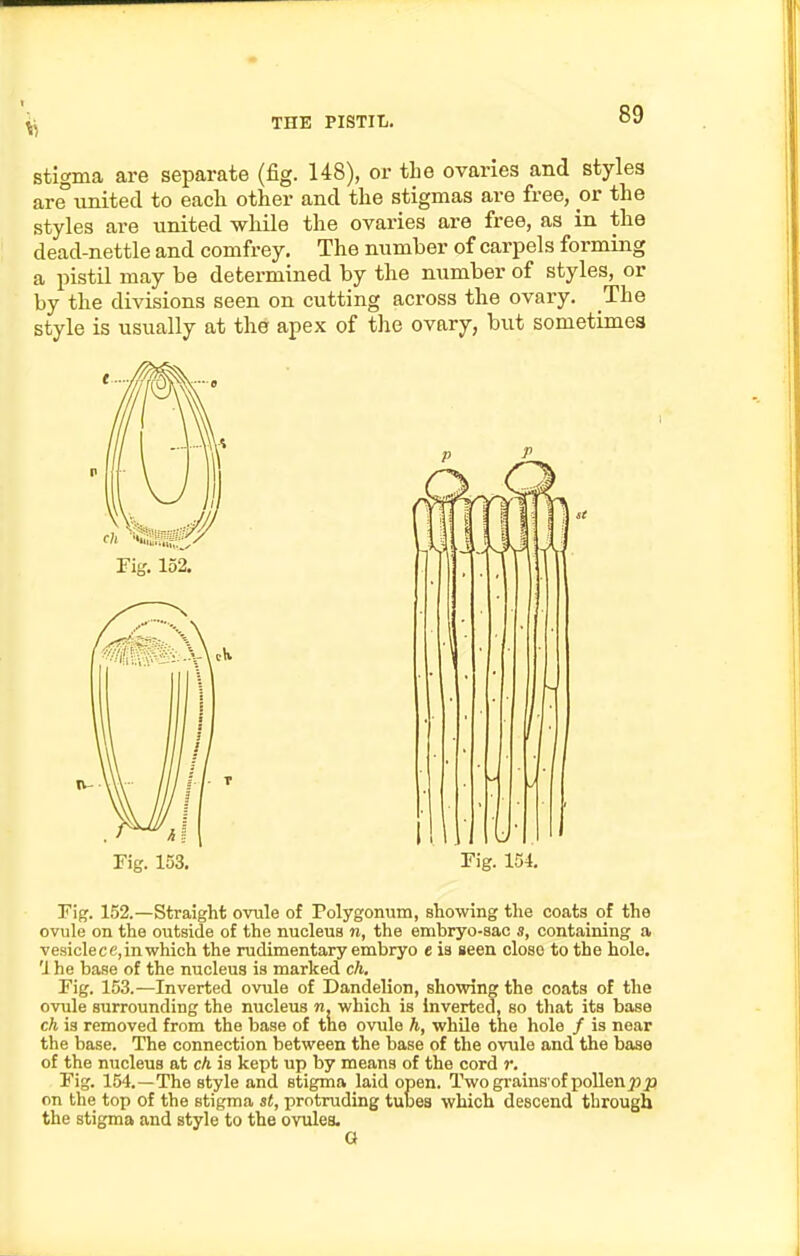 stigma are separate (fig. 148), or the ovaries and styles are united to each other and the stigmas are free, or the styles are united while the ovaries are free, as in the dead-nettle and comfrey. The number of carpels forming a pistil may be determined by the number of styles, or by the divisions seen on cutting across the ovary. The style is usually at the apex of the ovary, but sometimes Fig. 152.—Straight ovule of Polygonum, showing tlie coats of the ovule on the outside of the nucleus n, the embryo-sac s, containing a vesiclecc, in which the rudimentary embryo e ia seen close to the hole. 'I he base of the nucleus is marked ch. Fig. 153.—Inverted ovule of Dandelion, showing the coats of the ovule surrounding the nucleus n. which is inverted, so that its base ch is removed from the base of tne ovule h, whUe the hole / is near the base. The connection between the base of the ovule and the base of the nucleus at ch. is kept up by means of the cord r. Fig. 154.—The style and stigma laid open. Twogi-ains of pollenpp on the top of the stigma st, protruding tubes which descend through the stigma and style to the ovules. G