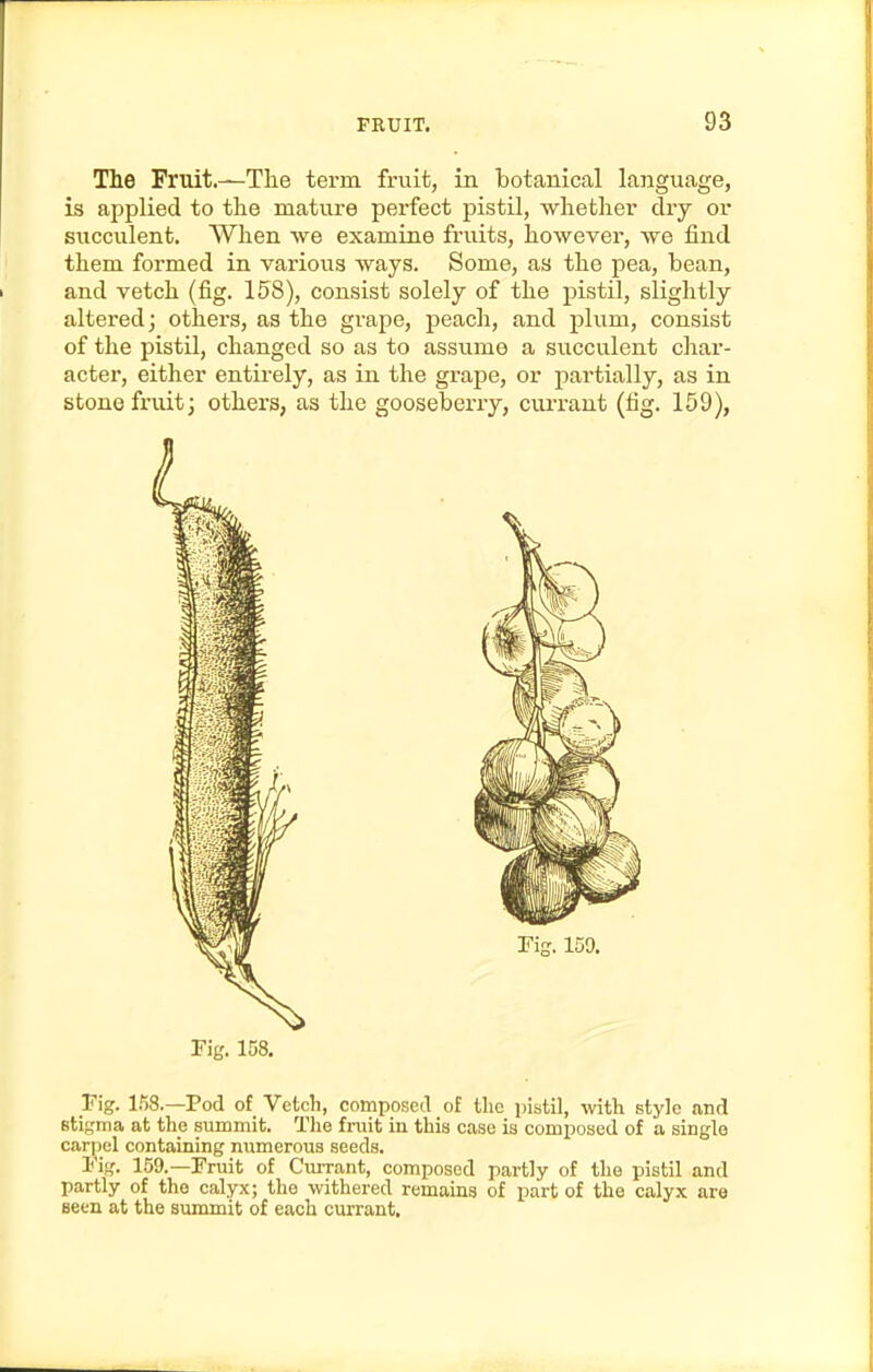 The Fruit.—The term fruit, in botanical language, is applied to the mature perfect pistil, whether dry or siicculent. When we examine fruits, however, we find them formed in various ways. Some, as the pea, bean, and vetch (fig. 158), consist solely of the pistil, slightly altered; others, as the grape, peach, and plum, consist of the pistil, changed so as to assume a succulent cliar- acter, either entirely, as in the gi'ape, or partially, as in stone fruit; others, as the gooseberry, cui-rant (fig. 159), Fig. 158. Fig. 1?)8.—Pod of Vetch, composed of the pistil, with stylo and Btigma at the summit. The fruit in this case is composed of a single carpel containing numerous seeds. I'ig. 159.—Fruit of Currant, composed partly of the pistil and partly of the calyx; the withered remains of part of the calyx are seen at the summit of each currant.