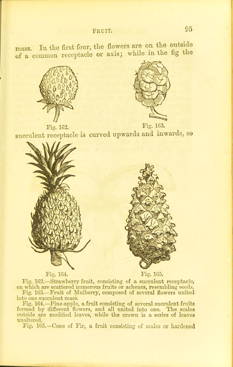 mass, in the first four, the flo^vers are on the outside of a common receptacle or axis; while m the hg tHe Fig. 1G4. Pig. 1C.5, Fig. 1G2.—Strawberry fruit, consisting of a succulent receptacle, on which are scattered numerous fruits or achenes, resembling seeds. Fig. 103.—Fruit of Mulberry, composed of several flowei-s united into one succulent mass. Fig. 164.—Pine-apple, a fruit consisting of several succulent fruits formed by different flowers, and all united into one. The scales outside are modified leaves, while the crown is a series of leavea unaltered. Fig, 105.—Cone of Fir, a fruit consisting of scales or hardened