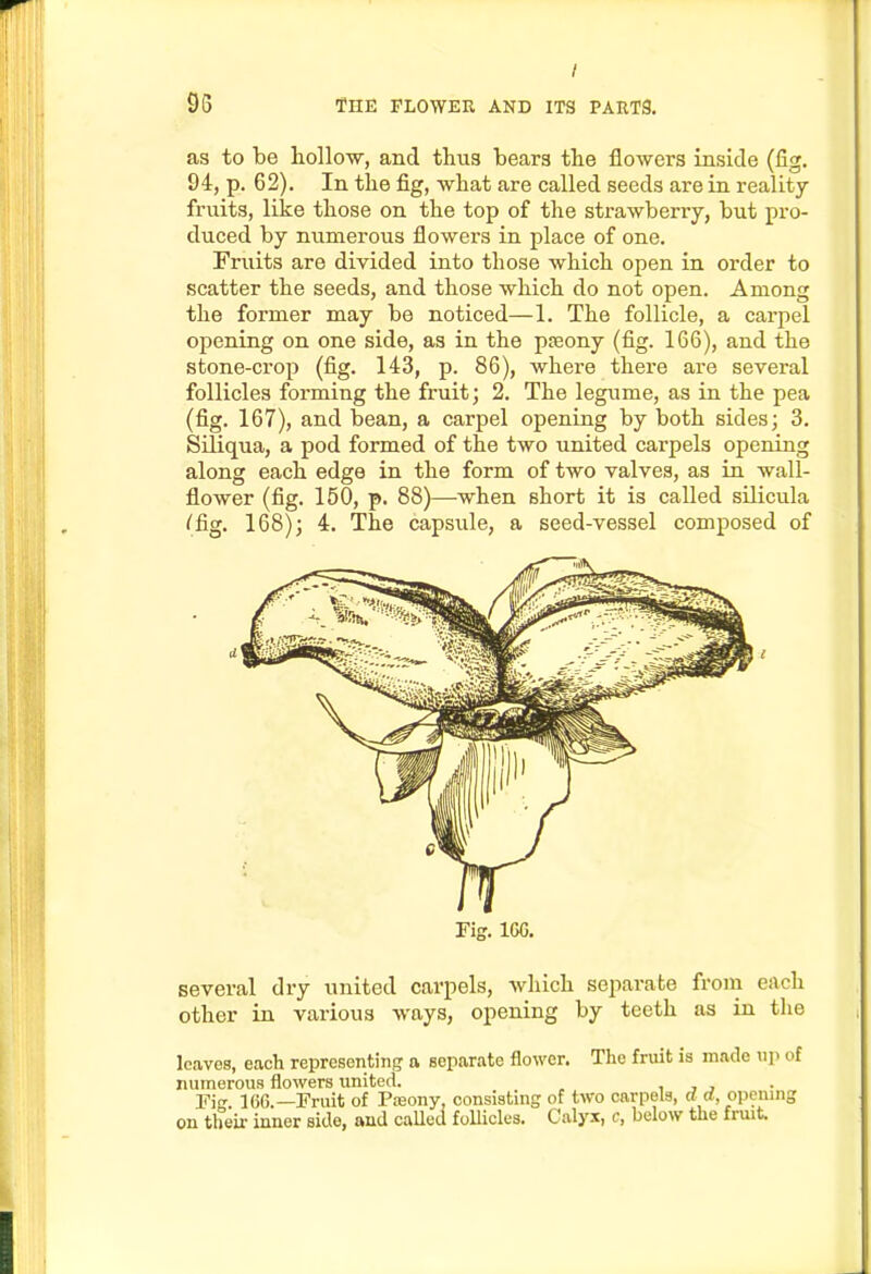 as to be hollo-w, and thus bears the flowers inside (fig. 94, p. 62). In the fig, what are called seeds are in reality fruits, like those on the top of the strawberry, but pro- duced by numerous flowei'S in place of one. Fruits are divided into those Avhich open in order to scatter the seeds, and those which do not open. Among the former may be noticed—1. The follicle, a carpel opening on one side, as in the pteony (fig. 166), and the stone-ci'op (fig. 143, p. 86), where there are several follicles forming the fruit; 2. The legume, as in the pea (fig. 167), and bean, a carpel opening by both sides; 3. Siliqua, a pod formed of the two united carpels opening along each edge in the form of two valves, as in wall- flower (fig. 150, p. 88)—^when short it is called sUicula ^fig. 168); 4. The capsule, a seed-vessel composed of several dry united carpels, which separate froin esich other in various ways, opening by teeth as in tlie leaves, each representing a separate flower. The fruit is made up of numerous flowers united. t j j Fi 16G.—Fruit of Pceony, consisting of two carpels, dd, opening on their inner side, and caUed follicles. Calyx, c, below the fruit.