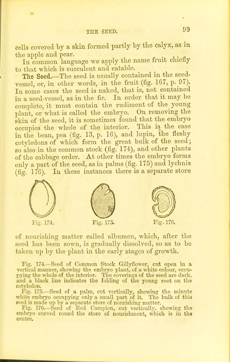 cells covered by a skin formed partly by tlie calyx, as in tlie apple and pear. ^ In common language we apply tbe name frnit chiefly to that which is succulent and eatable. The Seed.—The seed is usually contained in the seed- vessel, or, in other words, in the fruit (fig. 167, p. 97). In some cases the seed is naked, that is, not contained in a seed-vessel, as in the fir. In order that it may be complete, it must contain the rudiment of the young plant, or what is called the embryo. On removing the skin of the seed, it is sometimes found that the embryo occupies the whole of the interior. This is the case in the bean, pea (fig. 13, p. 16), and lupin, the fleshy cotyledons of which form the great bulk of the seed; so also in the common stock (fig. 174), and other plants of the cabbage order. At other times the embryo forms only a part of the seed, as in palms (fig. 175) and lychnis (fig. 176). In these instances there is a separate store of nourishing matter called albumen, which, after the seed has been soAvn, is gradually dissolved, so as to be taken up by the plant in the early stages of growth. rig. 174.—Seed of Common Stock Gillyflower, cut open in a vertical manner, showing the embryo plant, of a wliite colour, occu- pying the whole of the interior. The coverings of the seed are dark, and a black line indicates the folding of the young root on the cotyledon. rig. 175.—Seed of a palm, cut vertically, showing the minute white embryo occupying only a small part of it. The bulk of this eeed is made up by a separate store of nourishing matter. Fig. 176.—Seed of Red Campion, cut vertically, showing the embryo curved round the store of nourishment, which is in the centre.