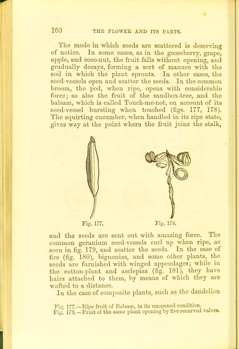 The mode in wliicli seeds are scattered is deserving of notice. In some cases, as in the gooseberry, grape, apple, and coco-nut, the fruit falls without opening, and gradually decays, forming a sort of manure with the soil in which the plant sprouts. In other cases, the seed-vessels open and scatter the seeds. In the common broom, the pod, when ripe, opens with considerable force; so also the fruit of the sandbox-tree, and the balsam, Avhich is called Touch-me-not, on account of its seed-vessel bursting when touched (figs. 177, 178). The squii-ting cucumber, when handled in its ripe state, gives way at the point where the fruit joins the stalk, Fig. 177. Fig. 178. and the seeds are sent out with amaziug force. The common geranium seed-vessels curl up when ripe, as seen in fig. 179, and scatter the seeds. In the case of firs (fig. 180), bignonias, and some other plants, the seeds are furnished with winged appendages; while in the cotton-plant and asclepias (fig. 181), they have hairs attached to them, by means of whicli they are wafted to a distance. In the case of composite plants, such as the dandelion FI. 177.—Ripe fruit of Balsam, in its unopened condition. Fig. 178.—Fruit of the same plant opeuiug by five recm-ved valves.