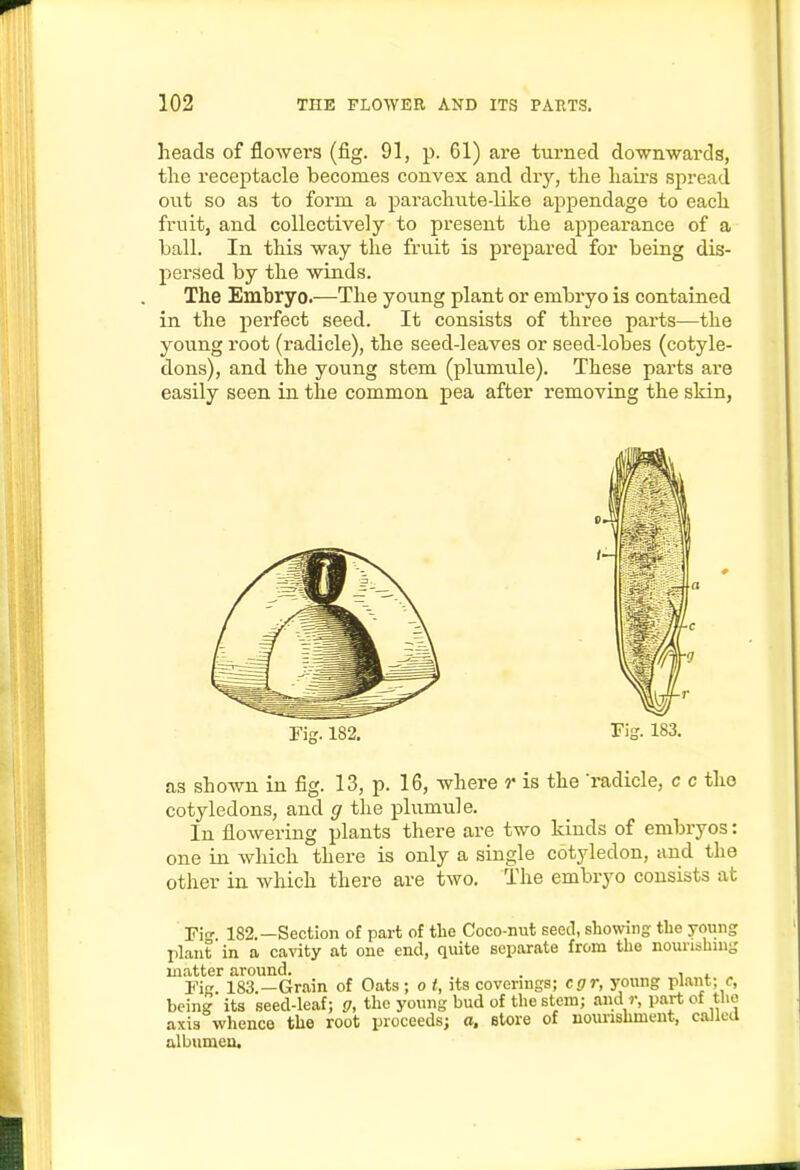 heads of floAvers (fig. 91, p. 61) are turned downwards, the receptacle becomes convex and dry, the haii-s spread out so as to form a parachute-like appendage to each fruitj and collectively to present the appearance of a ball. In this way the fruit is prepared for being dis- persed by the winds. The Embryo.—The young plant or embryo is contained in the perfect seed. It consists of three parts—the young root (radicle), the seed-leaves or seed-lobes (cotyle- dons), and the young stem (plumule). These parts are easily seen in the common pea after removing the skin, rig. 182. Tis. 183. as shown in fig. 13, p. 16, where r is the 'radicle, c c the cotyledons, and g the plumule. In flowering plants there are two kinds of embryos: one in which there is only a single cotjdedon, and the other in which there are two. The embryo consists at Fig 182.—Section of part of the Coco-nut seed, showing the yoiing plant in a cavity at one end, quite separate from the nounsbnig matter around. . , . Fi. 183.—Grain of Oats ; o t, its coverings; cgr, young plant- being its seed-leaf; g, the young bud of the stem; and r, part of tlio axis whence the root proceeds; a. etore of nourishment, called albumen.