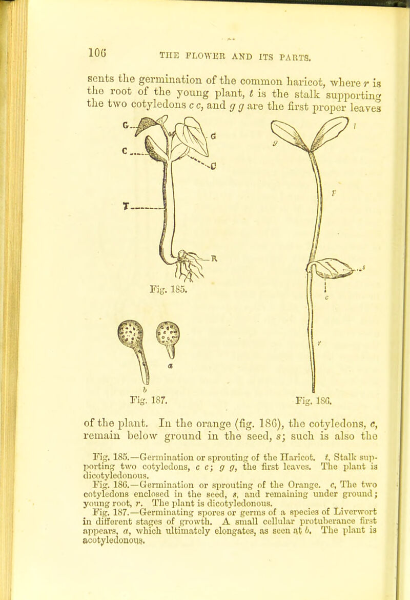 scnts the germination of tlie common liaricot, where r is the root of the young jiLant, t is the stalk suiDportin'r the two cotyledons c c, and g g are the first proper leaves Fig. 187. Fig. ISG. of the plant. In the orange (fig. ISG), the cotyledons, c, remain below ground in the seed, s; such is also the Fig. 185.—Germination or sprouting of tlie liaricot. t. Stalk snji- porting two cotyledons, c c; g g, the first leaves. The iihint is dieotyledonons. Fig. 186.—Germination or sprouting of the Orange, c. The two cotyledons enclosed in the seed, s, and remaining under ground; young root, r. The plant is dicotyledonous. Fig. 187.—Germinating spores or germs of a species of Liverwort in different stages of growth. A small cellular protuberance first appears, a, which ultimately elongates, as seen at b. The plant is ocotyledonou?.