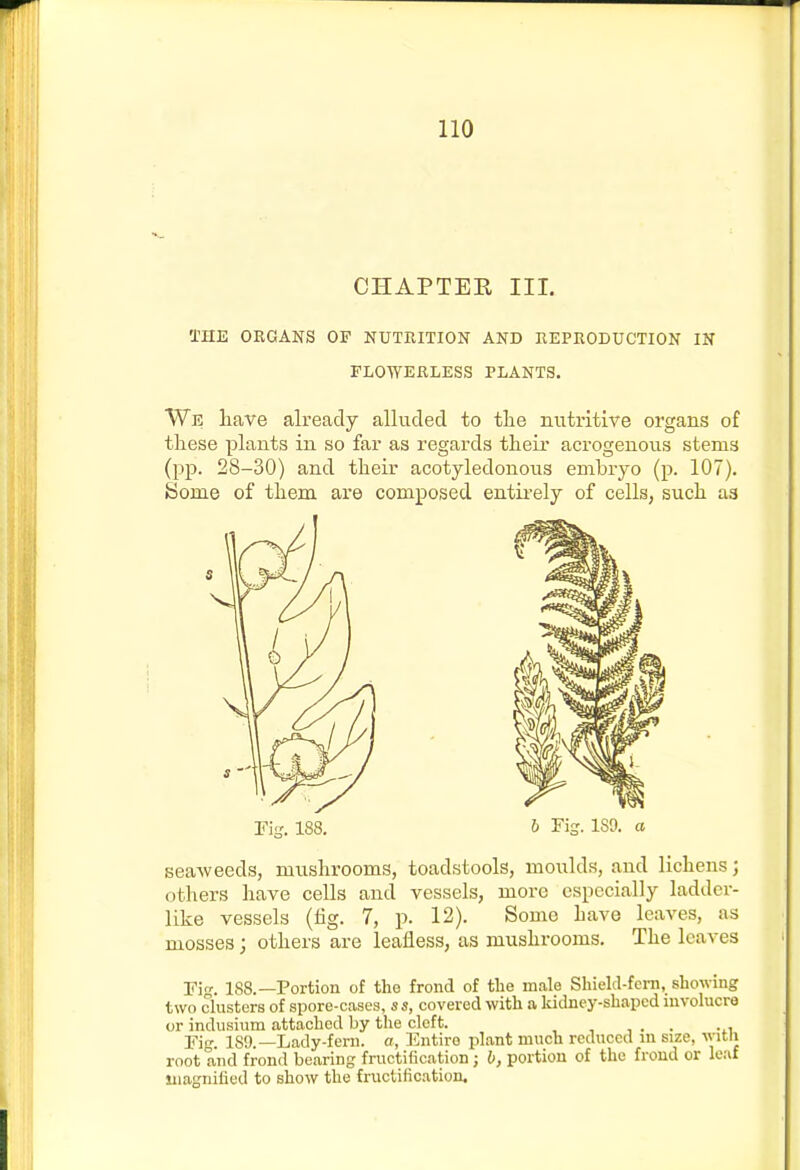 CHAPTEE III. THE ORGANS OF NUTRITION AND REPRODUCTION IN We have already alluded to tlie nutritive organs of these plants in so far as regards their acrogenous stems (pp. 28-30) and their acotyledonous embryo (p. 107). Some of them are composed entirely of cells, such as seaAveeds, mushrooms, toadstools, moulds, and lichens; others have cells and vessels, more especially ladder- like vessels (tig. 7, p. 12). Some have leaves, as mosses; others are leafless, as mushrooms. The leaves Vig. 188.—Portion of the frond of the male Shield-fern, showing two clusters of spore-cases, ss, covered with a kidney-shaped involucro or indusium attached by the cleft. , , , . . ... Fig. 189.—Lady-fern, a, Entire plant much reduced in size, witli root and frond bearing fructification ; b, portion of the frond or leaf iiiagniiied to show the fructification. FLOWERLESS PLANTS.