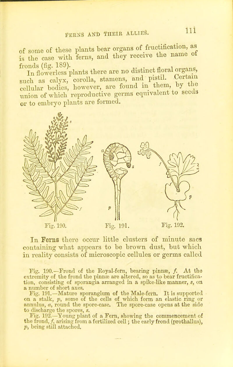 FERNS AND THEIR ALLIES. of some of these plants bear organs of fructification, as is the case Avith ferns, and they receive the name ot ^'Tnfliwe'rlc^sS^plants there are no distinct floral organs, such as calyx, corolla, stamens, and pistil. Certain cellular bodies, however, are found in them, by tne union of which reproductive germs equivalent to seeds or to embryo plants are formed. Tis-100. Pio;. 191. Tis. 192. In Ferns there occur little clusters of minute sac3 containing what appears to be brown dust, but which in reality consists of microscopic cellules or germs called Tig. 190.—Frond ot the lloyal-fetn, bearing pinnee, /. At tho extremity of the frond the pinnas are altered, so as to bear fructifica- tion, consisting of sporangia arranged in 0, spike-like manner, s, on a number of short axes. Fig. 191.—Mature sporangium of the Male-ferli. It is supported on a stalk, p, some of the cells of which form an elastic ring or annulus, a, round the spore-case. The s^jore-case opens at the side to discharge the spores, s. Fig. 192.—Young plant of a Fern, showing the commencement of the frond, /, arising from a fertilized cell; the early frond (prothallus), p, being still attaclied.