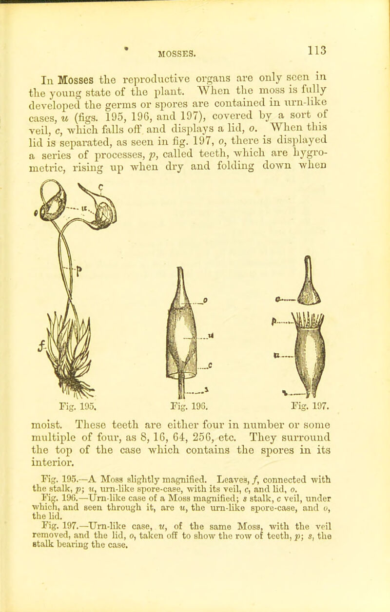 MOSSES. In Mosses the reproductive organs are only seen in the young state of the plant. When the moss is fully developed the germs or spores are contained in urn-like cases, u (figs. 195, 196, and 197), covered by a sort of veil, c, which falls off and displays a lid, o. When this lid is separated, as seen in fig. 197, o, there is displayed a series of processes, jy, called teeth, Avhich are hygro- metric, rising up when dry and folding down when Fig. 195. Fig. 193. Pig. 197. moist. These teeth are either four in number or some multiple of foui, as 8, 16, 64, 256, etc. They surround the top of the case which contains the spores in its interior. Fig. 195.—A Moss slightly magnified. Leaves, /, connected with the stallc, p; u, urn-like spore-case, with its veil, c, and lid, o. Fig. 190.—Urn-like case of a Moss magnified; a stalk, c veil, under which, and seen through it, are u, the urn-like spore-case, and o, the hd. Fig. 197.—Um-like case, u, of the same Moss, with the veil removed, and the lid, o, taken off to show the row of teeth, p; s, the Btalk bearing the case.