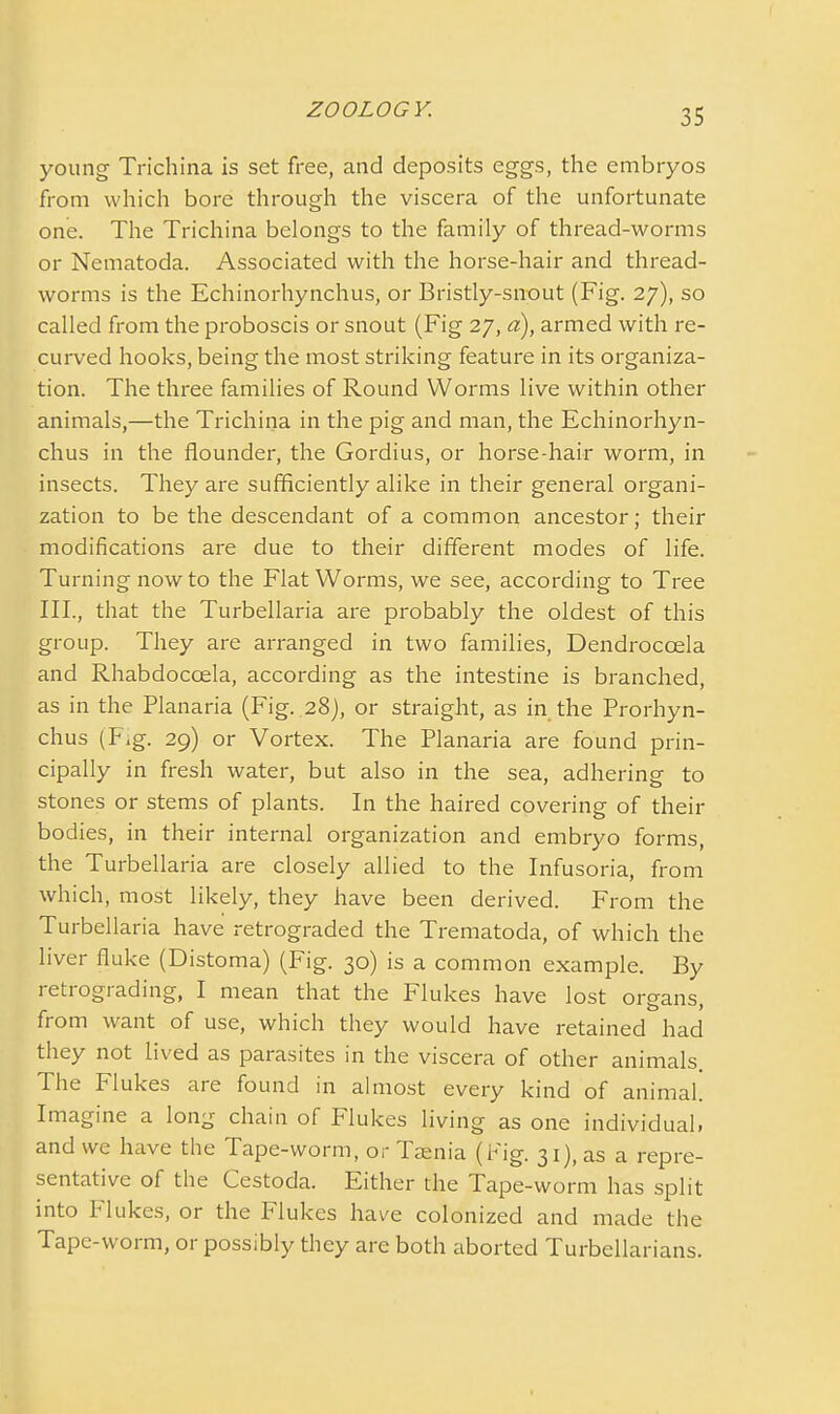young Trichina is set free, and deposits eggs, the embryos from which bore through the viscera of the unfortunate one. The Trichina belongs to the family of thread-worms or Nematoda. Associated with the horse-hair and thread- worms is the Echinorhynchus, or Bristly-snout (Fig. 27), so called from the proboscis or snout (Fig 27, a), armed with re- curved hooks, being the most striking feature in its organiza- tion. The three families of Round Worms live within other animals,—the Trichina in the pig and man, the Echinorhyn- chus in the flounder, the Gordius, or horse-hair worm, in insects. They are sufficiently alike in their general organi- zation to be the descendant of a common ancestor; their modifications are due to their different modes of life. Turning now to the Flat Worms, we see, according to Tree III., that the Turbellaria are probably the oldest of this group. They are arranged in two families, Dendroccela and Rhabdoccela, according as the intestine is branched, as in the Planaria (Fig. 28), or straight, as in the Prorhyn- chus (Fig. 29) or Vortex. The Planaria are found prin- cipally in fresh water, but also in the sea, adhering to stones or stems of plants. In the haired covering of their bodies, in their internal organization and embryo forms, the Turbellaria are closely allied to the Infusoria, from which, most likely, they have been derived. From the Turbellaria have retrograded the Trematoda, of which the liver fluke (Distoma) (Fig. 30) is a common example. By retrograding, I mean that the Flukes have lost organs, from want of use, which they would have retained had they not lived as parasites in the viscera of other animals The I lukes aie found in almost every kind of animal Imagine a long chain of Flukes living as one individual, and we have the Tape-worm, or Taenia (big. 3 0. repre- sentative of the Cestoda. Either the Tape-worm has split into Flukes, or the Flukes have colonized and made the Tape-worm, or possibly they are both aborted Turbcllarians.