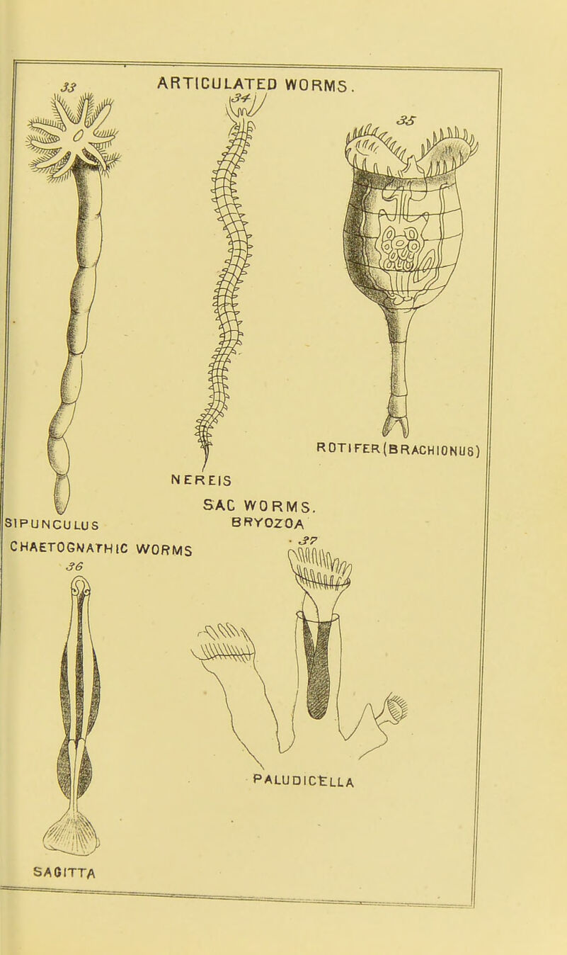 S1PUNCULUS CHAETOGNATHIC 36 ARTICULATED WORMS <3S ROTirER(BRACHIONUS) SAC WORMS. BRYOZOA SAGITTA