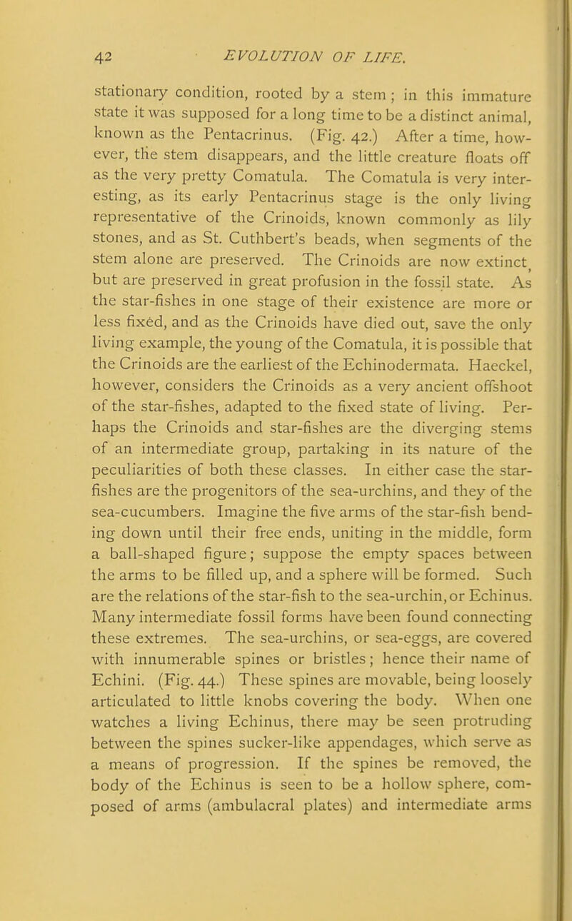 stationary condition, rooted by a stern ; in this immature state it was supposed for a long time to be a distinct animal, known as the Pentacrinus. (Fig. 42.) After a time, how- ever, tlie stem disappears, and the little creature floats off as the very pretty Comatula. The Comatula is very inter- esting, as its early Pentacrinus stage is the only living representative of the Crinoids, known commonly as lily stones, and as St. Cuthbert’s beads, when segments of the stem alone are preserved. The Crinoids are now extinct but are preserved in great profusion in the fossil state. As the star-fishes in one stage of their existence are more or less fixed, and as the Crinoids have died out, save the only living example, the young of the Comatula, it is possible that the Crinoids are the earliest of the Echinodermata. Haeckel, however, considers the Crinoids as a very ancient offshoot of the star-fishes, adapted to the fixed state of living. Per- haps the Crinoids and star-fishes are the diverging stems of an intermediate group, partaking in its nature of the peculiarities of both these classes. In either case the star- fishes are the progenitors of the sea-urchins, and they of the sea-cucumbers. Imagine the five arms of the star-fish bend- ing down until their free ends, uniting in the middle, form a ball-shaped figure; suppose the empty spaces between the arms to be filled up, and a sphere will be formed. Such are the relations of the star-fish to the sea-urchin, or Echinus. Many intermediate fossil forms have been found connecting these extremes. The sea-urchins, or sea-eggs, are covered with innumerable spines or bristles; hence their name of Echini. (Fig. 44.) These spines are movable, being loosely articulated to little knobs covering the body. When one watches a living Echinus, there may be seen protruding between the spines sucker-like appendages, which serve as a means of progression. If the spines be removed, the body of the Echinus is seen to be a hollow sphere, com- posed of arms (ambulacral plates) and intermediate arms