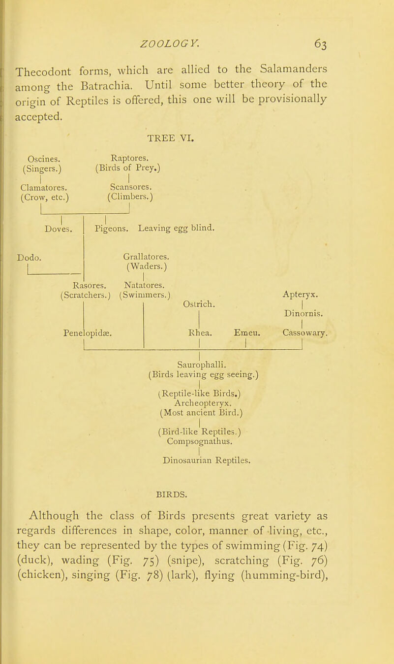 Thecodont forms, which are allied to the Salamanders among the Batrachia. Until some better theory of the origin of Reptiles is offered, this one will be provisionally accepted. TREE VI. Oscines. Raptores. (Singers.) (Birds of Prey.) Clamatores. Scansores. (Crow, etc.) (Climbers.) Doves. Pigeons. Leaving egg blind. Dodo. L_ Grallatores. (Waders.) Rasores. (Scratchers.) Penelopidse. Natatores. (Swimmers.) Oslrich. Rhea. Emeu. Saurophalli. (Birds leaving egg seeing.) (Reptile-like Birds.) Archeopteryx. (Most ancient Bird.) (Bird-like Reptiles.) Compsognathus. Dinosaurian Reptiles. Apteryx. . I . Dinorms. I Cassowary. BIRDS. Although the class of Birds presents great variety as regards differences in shape, color, manner of -living, etc., they can be represented by the types of swimming (Fig. 74) (duck), wading (Fig. 75) (snipe), scratching (Fig. 76) (chicken), singing (Fig. 78) (lark), flying (humming-bird),