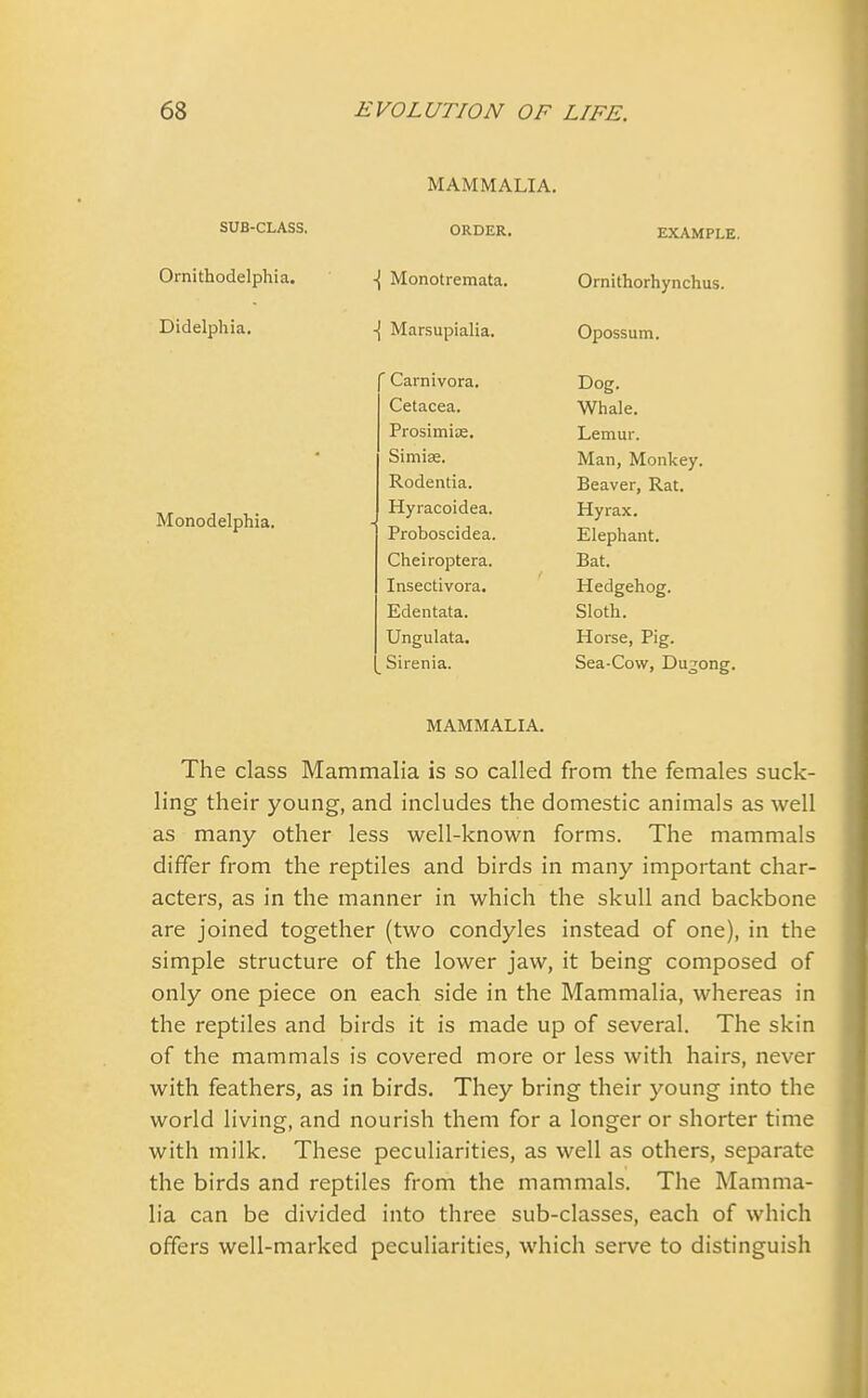 SUB-CLASS. Ornithodelphia. Didelphia. Monodelphia. MAMMALIA. ORDER. Monotremata. -[ Marsupialia. f Carnivora. Cetacea. Prosimiae. Simiae. Rodentia. Hyracoidea. Proboscidea. Cheiroptera. Insectivora. Edentata. Ungulata. Sirenia. EXAMPLE. Ornithorhynchus. Opossum. Dog. Whale. Lemur. Man, Monkey. Beaver, Rat. Hyrax. Elephant. Bat. Hedgehog. Sloth. Horse, Pig. Sea-Cow, Dugong. MAMMALIA. The class Mammalia is so called from the females suck- ling their young, and includes the domestic animals as well as many other less well-known forms. The mammals differ from the reptiles and birds in many important char- acters, as in the manner in which the skull and backbone are joined together (two condyles instead of one), in the simple structure of the lower jaw, it being composed of only one piece on each side in the Mammalia, whereas in the reptiles and birds it is made up of several. The skin of the mammals is covered more or less with hairs, never with feathers, as in birds. They bring their young into the world living, and nourish them for a longer or shorter time with milk. These peculiarities, as well as others, separate the birds and reptiles from the mammals. The Mamma- lia can be divided into three sub-classes, each of which offers well-marked peculiarities, which serve to distinguish