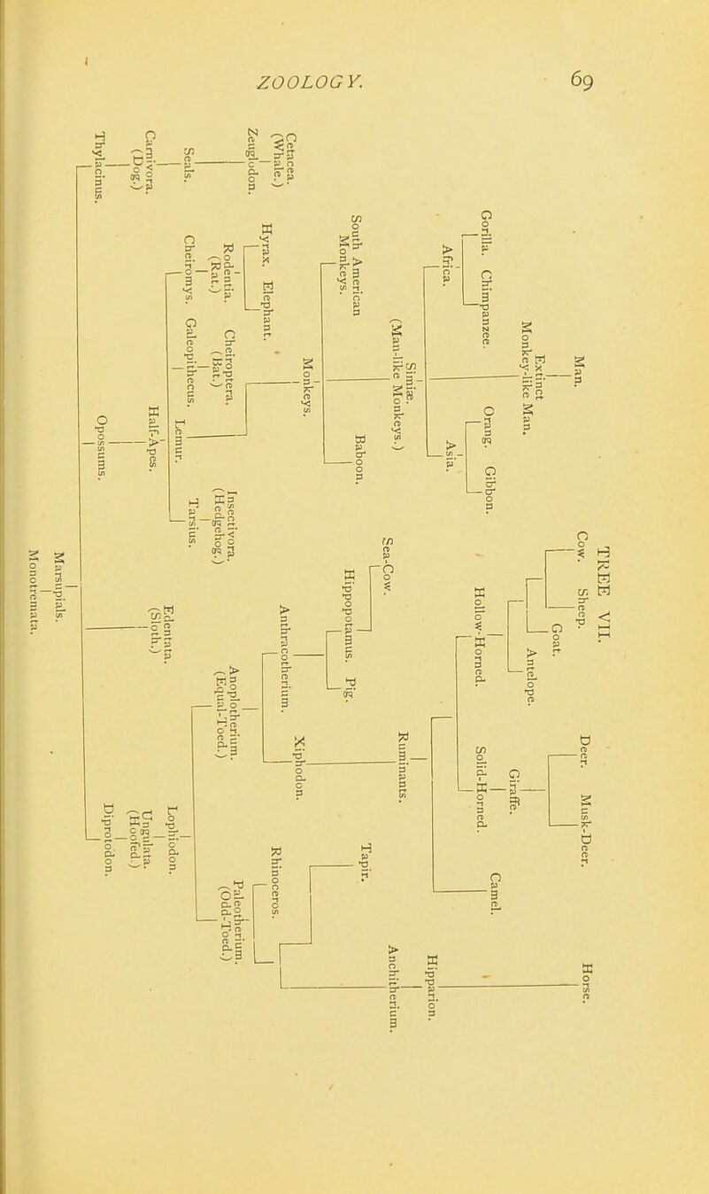 Monotremata. TREE VII. Cow. Sheep. Deer. Musk-Deer. Horse.