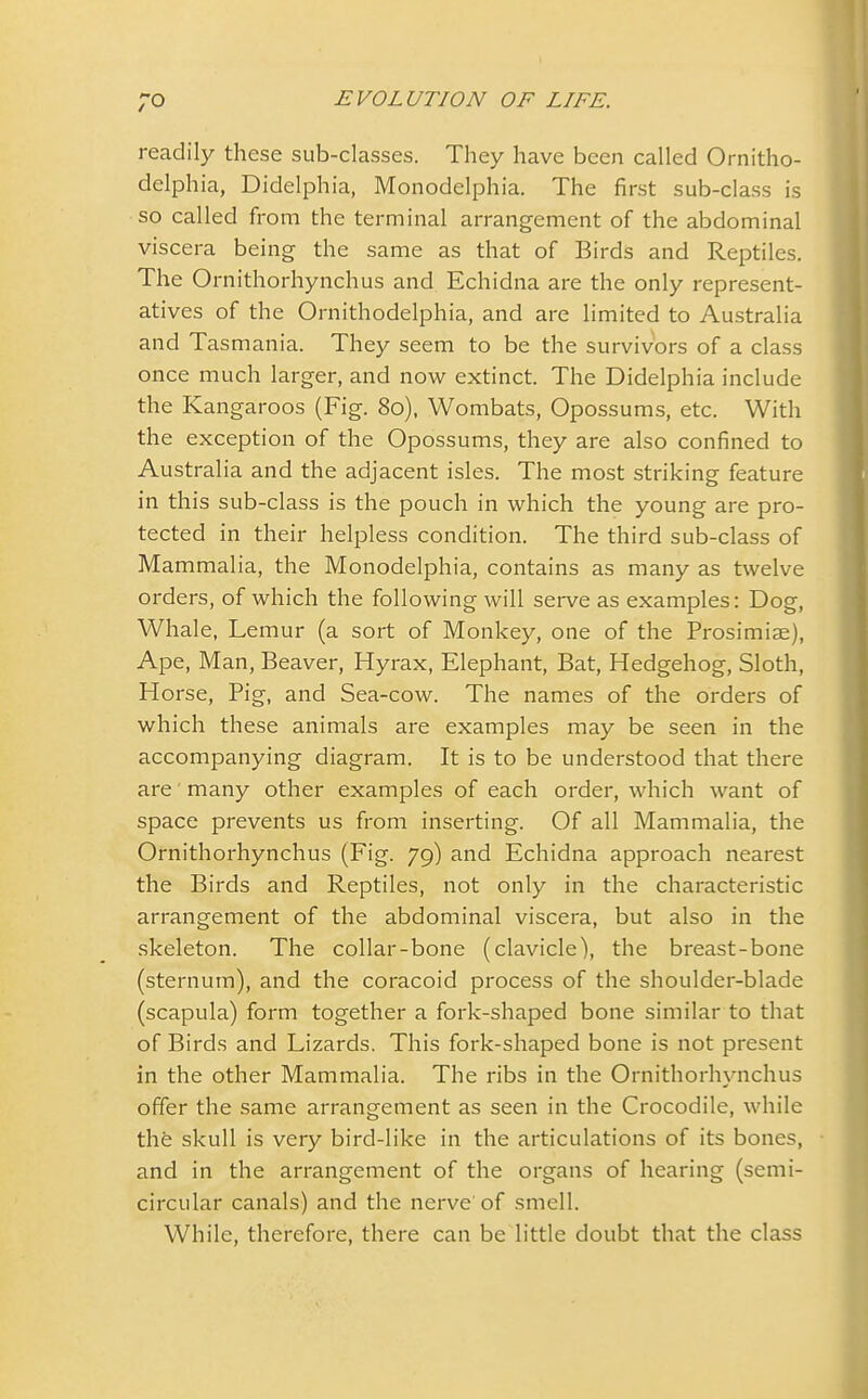 readily these sub-classes. They have been called Ornitho- delphia, Didelphia, Monodelphia. The first sub-class is so called from the terminal arrangement of the abdominal viscera being the same as that of Birds and Reptiles. The Ornithorhynchus and Echidna are the only represent- atives of the Ornithodelphia, and are limited to Australia and Tasmania. They seem to be the survivors of a class once much larger, and now extinct. The Didelphia include the Kangaroos (Fig. 80), Wombats, Opossums, etc. With the exception of the Opossums, they are also confined to Australia and the adjacent isles. The most striking feature in this sub-class is the pouch in which the young are pro- tected in their helpless condition. The third sub-class of Mammalia, the Monodelphia, contains as many as twelve orders, of which the following will serve as examples: Dog, Whale, Lemur (a sort of Monkey, one of the Prosimiae), Ape, Man, Beaver, Hyrax, Elephant, Bat, Hedgehog, Sloth, Horse, Pig, and Sea-cow. The names of the orders of which these animals are examples may be seen in the accompanying diagram. It is to be understood that there are many other examples of each order, which want of space prevents us from inserting. Of all Mammalia, the Ornithorhynchus (Fig. 79) and Echidna approach nearest the Birds and Reptiles, not only in the characteristic arrangement of the abdominal viscera, but also in the skeleton. The collar-bone (clavicle), the breast-bone (sternum), and the coracoid process of the shoulder-blade (scapula) form together a fork-shaped bone similar to that of Birds and Lizards. This fork-shaped bone is not present in the other Mammalia. The ribs in the Ornithorhynchus offer the same arrangement as seen in the Crocodile, while the skull is very bird-like in the articulations of its bones, and in the arrangement of the organs of hearing (semi- circular canals) and the nerve of smell. While, therefore, there can be little doubt that the class