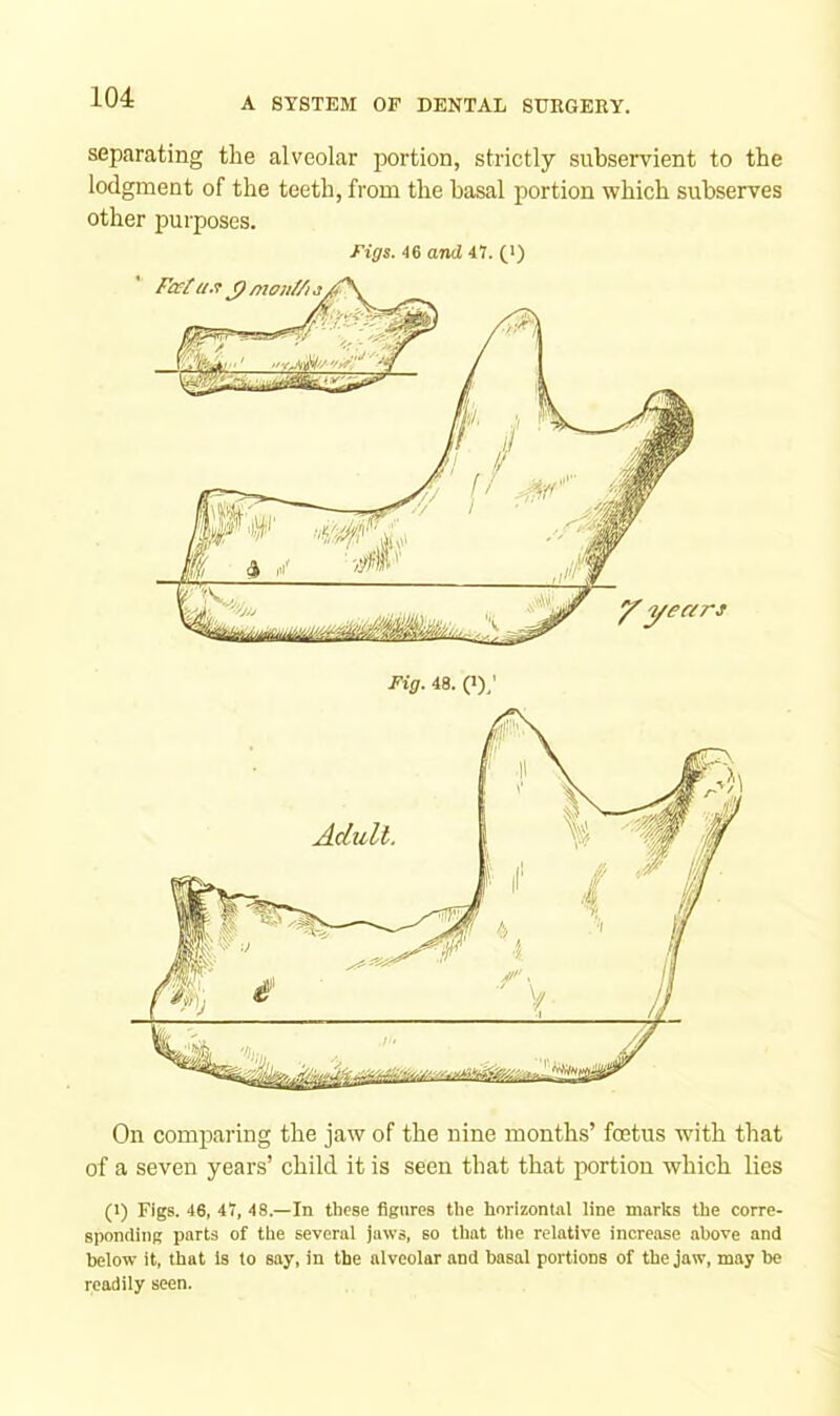 On comparing the jaw of the nine months’ fetus with that of a seven years’ child it is seen that that portion which lies (1) Figs. 46, 4i, 48.—In those figures the horizontal line marks the corre- sponding parts of the several jaws, so that the relative increase above and below it, that is to say, in the alveolar and basal portions of the jaw, may be readily seen. separating the alveolar portion, strictly subservient to the lodgment of the teeth, from the basal portion which subserves other purposes. figs. 46 and 47. (i) Fc£( a.i J) moM Fig. 48. (I),' Adult.