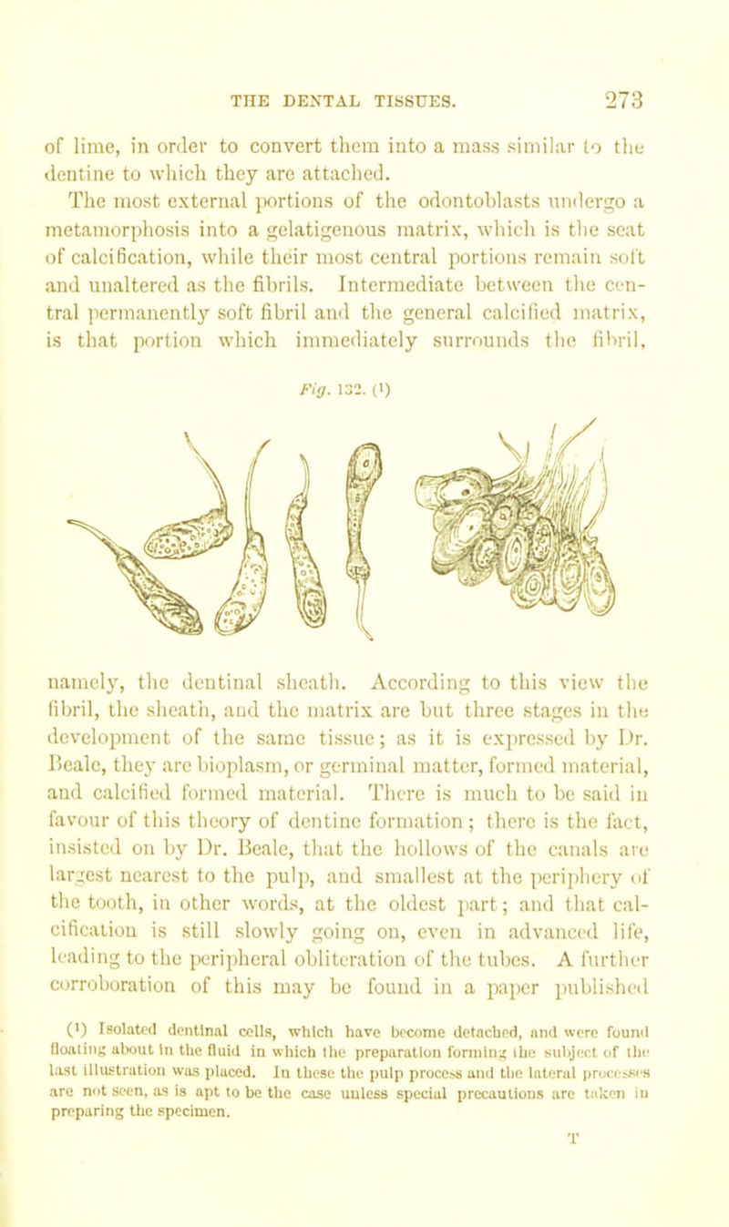 of lime, in order to convert them into a mass similar lo the dentine to which they are attached. The most external jxirtions of the odontoblasts undergo a metamorphosis into a gelatigenous matrix, which is the scat of calcification, while their most central portions remain soft and unaltered as the fibrils. Intermediate between the cen- tral permanently soft fibril and the general calcified matrix, is that portion which immediately surrounds the fibril. Fia- 132. (1) namely, the dentinal sheath. According to this view the fibril, the sheath, and the matrix are but three stages in the development of the same tissue; as it is expressed by Dr. Beale, they arc bioplasm, or germinal matter, formed material, and calcified formed material. There is much to be said in favour of this theory of dentine formation; there is the fact, insisted on by Dr. Beale, that the hollows of the canals are largest nearest to the pulj), and smallest at the periphery of the tooth, in other words, at the oldest part; and that cal- cification is still slowly going on, even in advanced life, leading to the peripheral obliteration of the tubes. A further corroboration of this may be found in a paper published (') Isolated dentinal cells, which have become detached, and were found floating about In the fluid in which llie preparation forming the subject of ihe hast illustration was placed. In those the pulp process and the lateral processes are not seen, a.9 is apt to be the case uuless special precautions are taken in preparing the specimen. 'r