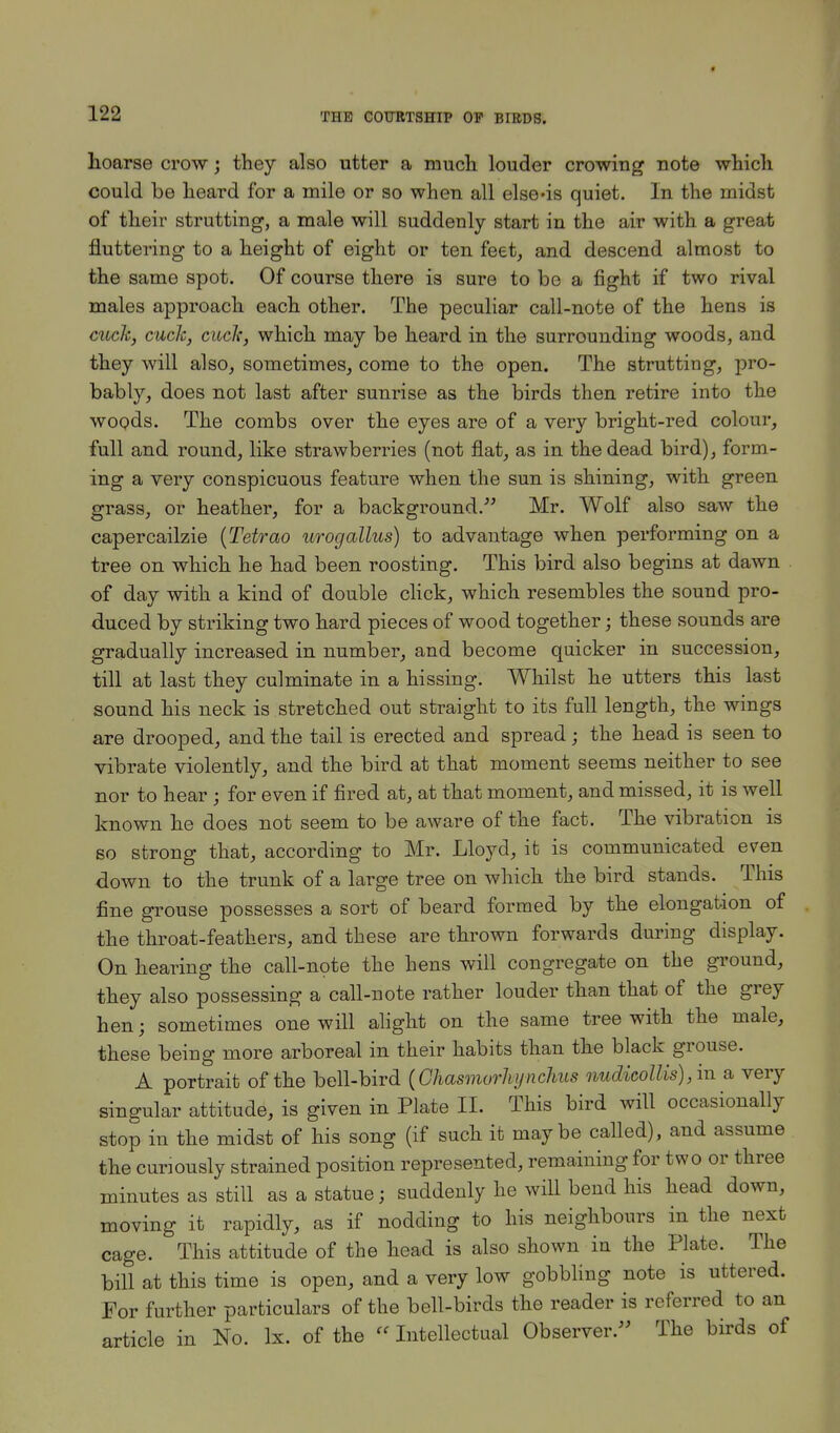 hoarse crow; they also utter a much louder crowing note which could be heard for a mile or so when all else»is quiet. In the midst of their strutting, a male will suddenly start in the air with a great fluttering to a height of eight or ten feet, and descend almost to the same spot. Of course there is sure to be a fight if two rival males approach each other. The peculiar call-note of the hens is cuch, cuck, cucJc, which may be heard in the surrounding woods, and they will also, sometimes, come to the open. The strutting, pro- bably, does not last after sunrise as the birds then retire into the woods. The combs over the eyes are of a very bright-red colour, full and round, like strawberries (not flat, as in the dead bird), form- ing a very conspicuous feature when the sun is shining, with green grass, or heather, for a background. Mr. Wolf also saw the capercailzie (Tetrao urogallus) to advantage when performing on a tree on which he had been roosting. This bird also begins at dawn of day with a kind of double click, which resembles the sound pro- duced by striking two hard pieces of wood together; these sounds are gradually increased in number, and become quicker in succession, till at last they culminate in a hissing. Whilst he utters this last sound his neck is stretched out straight to its full length, the wings are drooped, and the tail is erected and spread; the head is seen to vibrate violently, and the bird at that moment seems neither to see nor to hear ; for even if fired at, at that moment, and missed, it is well known he does not seem to be aware of the fact. The vibration is so strong that, according to Mr. Lloyd, it is communicated even down to the trunk of a large tree on which the bird stands. This fine grouse possesses a sort of beard formed by the elongation of the throat-feathers, and these are thrown forwards during display. On hearing the call-note the hens will congregate on the ground, they also possessing a call-note rather louder than that of the grey hen; sometimes one will alight on the same tree with the male, these being more arboreal in their habits than the black grouse. A portrait of the bell-bird (Chasmorhynchus nudicollis), in a very singular attitude, is given in Plate II. This bird will occasionally stop in the midst of his song (if such it maybe called), and assume the curiously strained position represented, remaining for two or three minutes as still as a statue; suddenly he will bend his head down, moving it rapidly, as if nodding to his neighbours in the next cage. This attitude of the head is also shown in the Plate. The bill at this time is open, and a very low gobbling note is uttered. For further particulars of the bell-birds the reader is referred to an article in No. lx. of the «Intellectual Observer. The birds of