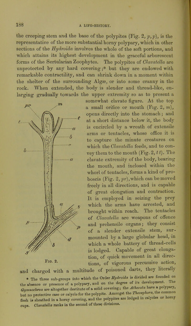 PV the creeping stern and the base of the polypites (Fig. 2, is the representative of the more substantial horny polypary, which in other sections of the Hydroida involves the whole of the soft portions, and which attains its highest development in the graceful arborescent forms of the Sertularian Zoophytes. The polypites of Glavatella are unprotected by any hard covering j* but they are endowed with remarkable contractility, and can shrink down in a moment within the shelter of the surrounding Algao, or into some cranny in the rock. When extended, the body is slender and thread-like, en- larging gradually towards the upper extremity so as to present a somewhat clavate figure. At the top a small orifice or mouth (Fig. 2, m), opens directly into the stomach; and at a short distance below it, the body is encircled by a wreath of extensile arms or tentacles, whose office it is to capture the minute creatures on which the Glavatella feeds, and to con- vey them to the mouth (Fig. 2,tt). The clavate extremity of the body, bearing the mouth, and inclosed within the whorl of tentacles, forms a kind of pro- boscis (Fig. 2, pr), which can be moved freely in all directions, and is capable of great elongation and contraction. It is employed in seizing the prey which the arms have arrested, and brought within reach. The tentacles of Glavatella are weapons of offence and prehensile organs; they consist of a slender extensile stem, sur- mounted by a large globular head, in which a whole battery of thread-cells is lodged. Capable of great elonga- tion, of quick movement in all direc- tions, of vigorous percussive action, and charged with a multitude of poisoned darts, they literally * The three sub-groups into which the Order Hydroida is divided are founded on the absence or presence of a polypary, and on the degree of its development The Gymnochroa are altogether destitute of a solid covering ; the Athecata have a polypary, but no protective case or calycle for the polypite. Amongst the Thecaphora, the common flesh is sheathed in a horny covering, and the polypites are lodged in calycles or horny cups. Clavatella ranks in the second of these divisions.