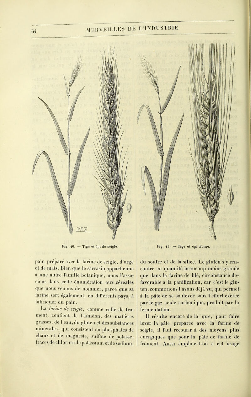 Fig. 40. — Tige et épi de seigle. pain préparé avec la farine de seigle, d'orge et de maïs. Bien que le sarrasin appartienne à une autre famille botanique, nous l'asso- cions dans cette énumération aux céréales que nous venons de nommer, parce que sa farine sert également, en différents pays, à fabriquer du pain. La farine de seigle, comme celle de fro- ment, contient de l'amidon, des matières grasses, de l'eau, du gluten et des substances minérales, qui consistent en phosphates de chaux et de magnésie, sulfate de potasse, traces de chlorure de potassium et de sodium, Fig. 41. — Tige et épi d'orge. du soufre et de la silice. Le gluten s'y ren- contre en quantité beaucoup moins grande que dans la farine de blé, circonstance dé- favorable à la panification, car c'est le glu- ten, comme nous l'avons déjà vu, qui permet à la pâte de se soulever sous l'effort exercé par le gaz acide carbonique, produit par la fermentation. Il résulte encore de là que, pour faire lever la pâte préparée avec la farine de seigle, il faut recourir à des moyens plus énergiques que pour la pâte de farine de froment. Aussi emploie-t-on à cet usage