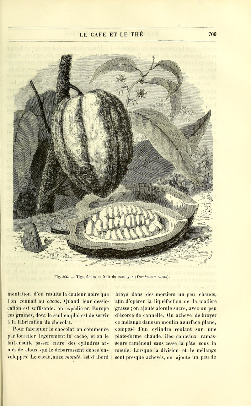 Fig. 366. — Tige, fleurs et fruit du cacaoyer [Theobroma cacao). mentation, d'où résulte la couleur noire que l'on connaît au cacao. Quand leur dessic- cation est suffisante, on expédie en Europe ces graines, dont le seul emploi est de servir à la fabrication du chocolat. Pour fabriquer le chocolat, on commence par torréfier légèrement le cacao, et on le fait ensuite passer entre des cylindres ar- més de clous, qui le débarrassent de ses en- veloppes. Le cacao,ainsi mondé, est d'abord broyé dans des mortiers un peu chauds, afin d'opérer la liquéfaction de la matière grasse ; on ajoute alors le sucre, avec un peu d'écorce de cannelle. On achève de broyer ce mélange dans un moulin à surface plane, composé d'un cylindre roulant sur une plate-forme chaude. Des couteaux ramas- seurs ramènent sans cesse la pâte sous la meule. Lorsque la division et le mélange sont presque achevés, on ajoute un peu de