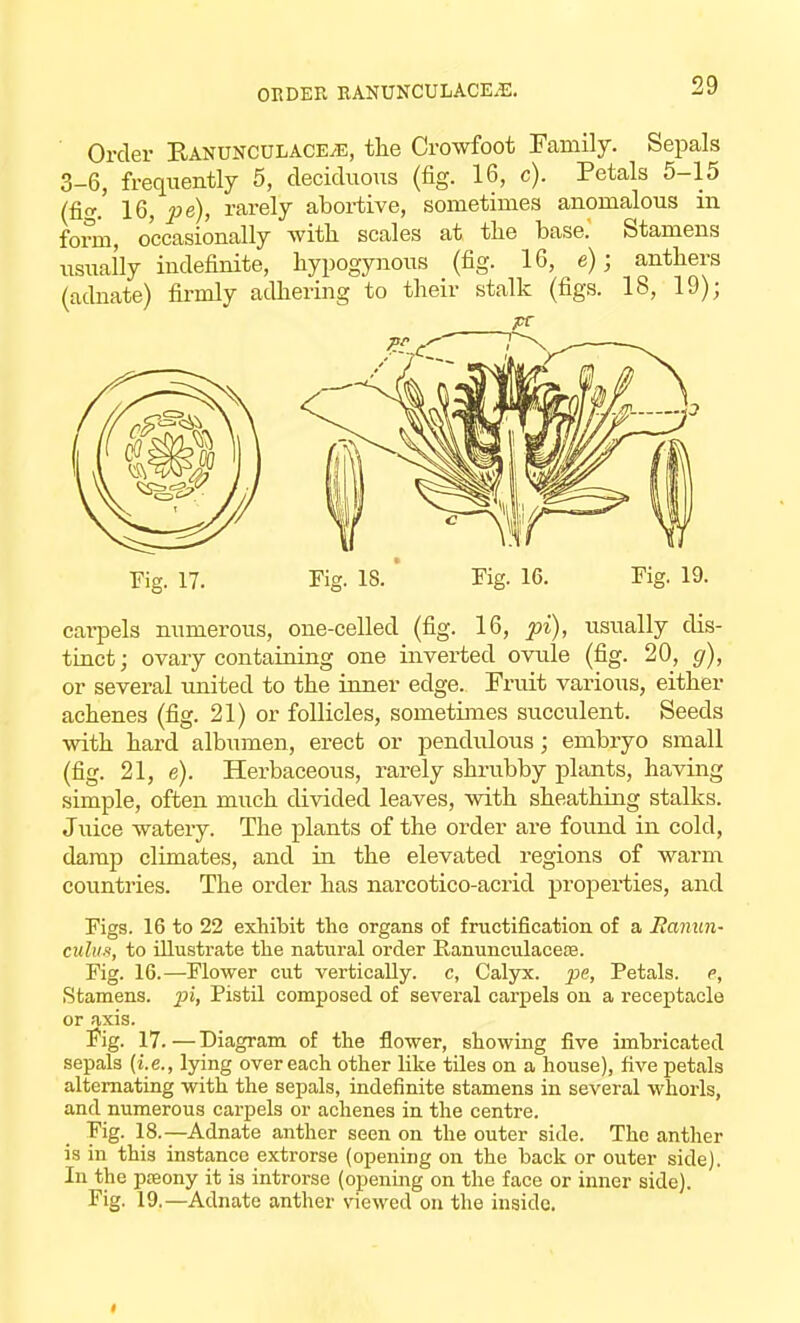 Order Ranunculace;e, the Crowfoot Family. Sepals 3-6, frequently 5, deciduous (fig. 16, c). Petals 5-15 (fi. 16, pe), rarely abortive, sometimes anomalous in form, occasionally with scales at the base. Stamens usually indefinite, hypogynous (fig. 16, e); anthers (adnate) firmly adhering to their stalk (figs. 18, 19); Fig. 17. Fig. 18. ' Kg. 16. Tig. 19. carpels numerous, one-celled (fig. 16, pi), usually dis- tinct; ovary containing one inverted ovule (fig. 20, g), or several united to the inner edge. Fruit various, either achenes (fig. 21) or follicles, sometimes succulent. Seeds with hard albumen, erect or pendulous; embryo small (fig. 21, e). Herbaceous, rarely shrubby plants, having simple, often much divided leaves, with sheathing stalks. Juice watery. The plants of the order are found in cold, damp climates, and in the elevated regions of warm countries. The order has narcotico-acrid properties, and Figs. 16 to 22 exhibit the organs of fructification of a Ranun- culus, to illustrate the natural order Ranunculaceas. Fig. 16.—Flower cut vertically, c, Calyx, pe, Petals, c, Stamens, pi, Pistil composed of several carpels on a receptacle or axis. Fig. 17.—Diagram of the flower, showing five imbricated sepals (i.e., lying over each other like tiles on a house), five petals alternating with the sepals, indefinite stamens in several whorls, and numerous carpels or achenes in the centre. Fig. 18.—Adnate anther seen on the outer side. The anther is in this instance extrorse (opening on the back or outer side). In the preony it is introrse (opening on the face or inner side). Fig. 19.—Adnate anther viewed on the inside.