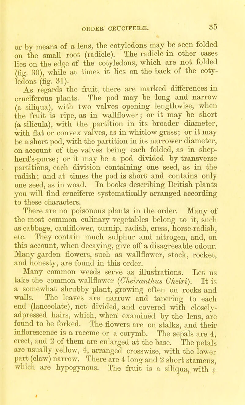 or by means of a lens, the cotyledons may be seen folded on the small root (radicle). The radicle in other cases lies on the edge of the cotyledons, which are not folded (fig. 30), while at times it lies on the back of the coty- ledons (fig. 31). As regards the fruit, there are marked differences in cruciferous plants. The pod may be long and narrow (a siliqua), with two valves opening lengthwise, when the fruit is ripe, as in wallflower; or it may be short (a silicula), with the partition in its broader diameter, with flat or convex valves, as in whitlow grass; or it may be a short pod, with the partition in its narrower diameter, on account of the valves being each folded, as in shep- herd's-purse; or it may be a pod divided by transverse partitions, each division containing one seed, as in the radish; and at times the pod is short and contains only one seed, as in woad. In books describing British plants you will find cruciferse systematically arranged according to these characters. There are no poisonous plants in the order. Many of the most common culinary vegetables belong to it, such as cabbage, cauliflower, turnip, radish, cress, horse-radish, etc. They contain much sulphur and nitrogen, and, on this account, when decaying, give off a disagreeable odour. Many garden flowers, such as wallflower, stock, rocket, and honesty, are found in this order. Many common weeds serve as illustrations. Let us .take the common wallflower (Cheirwnthus Cheiri). It is a somewhat shrubby plant, growing often on rocks and walls. The leaves are narrow and tapering to each end (lanceolate), not divided, and covered with closely- adpressed hairs, which, when examined by the lens, are found to be forked. The flowers are on stalks, and their inflorescence is a raceme or a corymb. The sepals are 4, erect, and 2 of them are enlarged at the base. The petals are usually yellow, 4, arranged crosswise, with the lower part (claw) narrow. There are 4 long and 2 short stamens, which are hypogynous. The fruit is a siliqua, with a