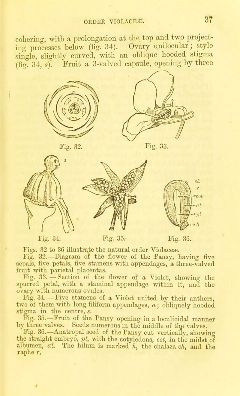 ORDER VIOLACEitf. 3? cohering, with a prolongation at the top and two project- ing processes below (fig. 34). Ovary unilocular; style single, slightly curved, with an oblique hooded stigma (fig. 34, s). Fruit a 3-valved capsule, opening by three Fig. 34. Fig. 35.- Fig. 36. Figs. 32 to 36 illustrate the natural order Violaceee. Fig. 32.—Diagram of the flower of the Pansy, having five sepals, five petals, five stamens with appendages, a three-valved fruit with parietal placentas. Fig. 33. — Section of the flower of a Violet, showing the spurred petal, with a staminal appendage within it, and the ovary with numerous ovules. Fig. 34.—Five stamens of a Violet united by their anthers, two of them with long filiform appendages, a; obliquely hooded stigma in the centre, s. Fig. 35.—Fruit of the Pansy opening in a loculicidal manner by three valves. Seeds numerous in the middle of the valves. Fig. 36.—Anatropal seed of the Pansy cut vertically, showing the straight embryo, pi, with the cotyledons, cot, in the midst of albumen, al. The hilum is marked h, the chalaza ch, and the raphe r.