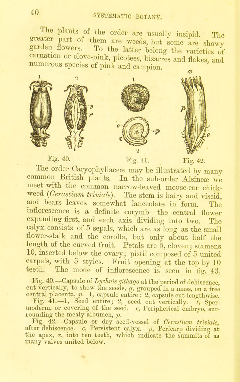 SYSTEMATIC BOTANY. The plants of the order are usually insipid The greater part of them are weeds, but some are show garden flowers. To the latter belong the varieties of carnation or clove-pink, picotees, bizarres and flakes, and numerous species of pink and campion. Fig. 40. Fig. 42. Fig. 41. The order Caryophyllaceaj may be illustrated by many common British plants. In the sub-order Alsinea? we meet with the common narrow-leaved mouse-ear chick- weed (Gerastium triviale). The stem is hairy and viscid, and bears leaves somewhat lanceolate in form. The inflorescence is a definite corymb—the central flower expanding first, and each axis dividing into two. The calyx consists of 5 sepals, which are as long as the small flower-stalk and the corolla, but only about half the length of the curved fruit. Petals are 5, cloven; stamens 10, inserted below the ovary; pistil composed of 5 united carpels, with 5 styles. Fruit opening at the top by 10 teeth. The mode of inflorescence is' seen in flsr. 43. Fig. 40.— Capsule of Lychnis rjitliago at the'period of dehiscence, cut vertically, to show the seeds, g, grouped in a mass, on a free central placenta, p- 1, capsule entire ; 2, capsule cut lengthwise. Fig. 41.—1, Seed entire; 2, seed cut vertically, t, Sper- raoderm, or covering of the seed, c, Peripherical embryo, sur- rounding the mealy albumen, p. Fig. 42.—Capsule or dry seed-vessel of Cerastium triviale, after dehiscence, c, Persistent calyx, p, Pericarp dividing at the apex, v, into ten teeth, which indicato the summits of as many valves united below.