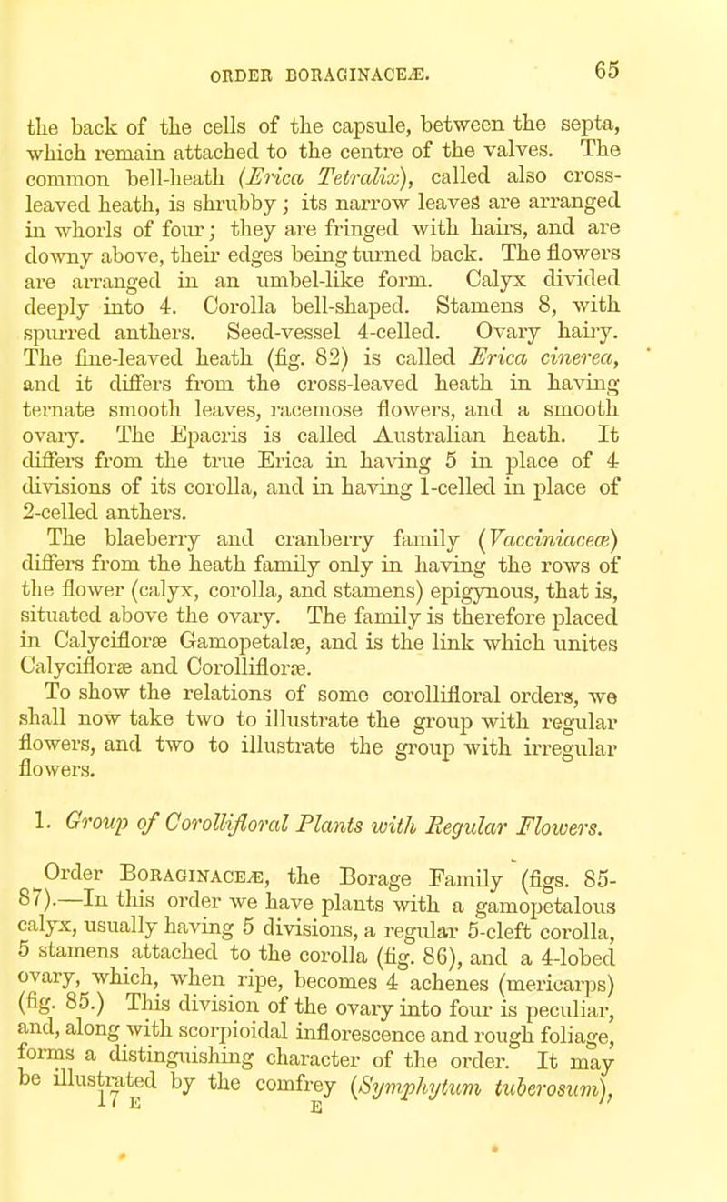 the back of the cells of the capsule, between the septa, which remain attached to the centre of the valves. The common bell-heath (Erica Tetralix), called also cross- leaved heath, is shrubby; its narrow leaves are arranged in whorls of four; they are fringed with hairs, and are downy above, their edges being turned back. The flowers are arranged in an umbel-like form. Calyx divided deeply into 4. Corolla bell-shaped. Stamens 8, with spurred anthers. Seed-vessel 4-celled. Ovary hairy. The fine-leaved heath (fig. 82) is called Erica cinerea, and it differs from the cross-leaved heath in having ternate smooth leaves, racemose flowers, and a smooth ovaiy. The Epacris is called Australian heath. It differs from the true Erica in having 5 in place of 4 divisions of its corolla, and in having 1-celled in place of 2-celled anthers. The blaeberry and cranberry family (Vacciniacece) differs from the heath family only in having the rows of the flower (calyx, corolla, and stamens) epigynous, that is, situated above the ovary. The family is therefore placed in Calyciflorte Gamopetalse, and is the link which unites Calyciflorse and Corolliflorse. To show the relations of some corollifloral orders, we shall now take two to illustrate the group with regular flowers, and two to illustrate the group with irregular flowers. 1. Group of Corollifloral Plants with Regular Flowers. Order Boragikace^:, the Borage Family (figs. 85- 87).—In this order we have plants with a gamopetalous calyx, usually having 5 divisions, a regular 5-cleft corolla, 5 stamens attached to the corolla (fig. 86), and a 4-lobed ovary, which, when ripe, becomes 4 achenes (mericarps) (fig. 85.) This division of the ovary into four is peculiar, and, along with scorpioidal inflorescence and rough foliage, forms a distinguishing character of the order. It may be illustrated by the comfrey (Symphytum tuberosum),