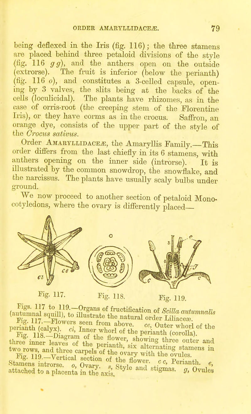 being deflexed in the Iris (fig. 116); the three stamens are placed behind three petaloid divisions of the style (fig. 116 gg), and the anthers open on the outside (extrorse). The fruit is inferior (below the perianth) (fig. 116 o), and constitutes a 3-celled capsule, open- ing by 3 valves, the slits being at the backs of the cells (loculicidal). The plants have rhizomes, as in the case of orris-root (the creeping stem of the Florentine Iris), or they have corms as in the crocus. Saffron, an orange dye, consists of the upper part of the style of the Crocus sativus. Order Amaryllidace^e, the Amaryllis Family.—This order differs from the last chiefly in its 6 stamens, with tmthers opening on the inner side (introrse). It is illustrated by the common snowdrop, the snowflake, and the narcissus. The plants have usually scaly bulbs under ground. We now proceed to another section of petaloid Mono- cotyledons, where the ovary is differently placed— Fig. 117. Fisr. 118. Fig. 119. *wa-tSE r^ivZ SstaST  .attached to . placenta in S m£.W Bsm!u'' (M