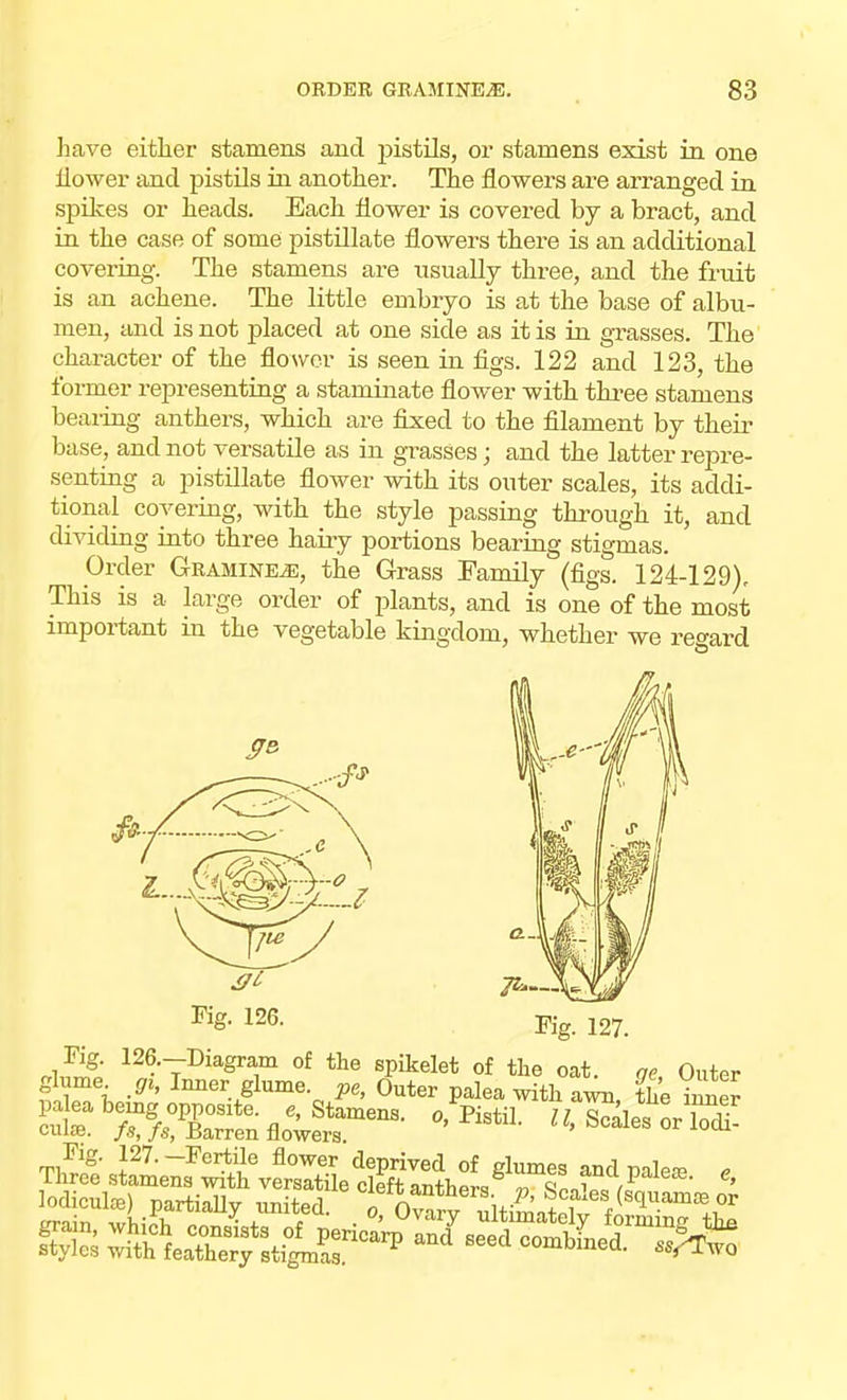 have either stamens and pistils, or stamens exist in one flower and pistils in another. The flowers are arranged in spikes or heads. Each flower is covered by a bract, and in the case of some pistillate flowers there is an additional covering. The stamens are usually three, and the fruit is an achene. The little embryo is at the base of albu- men, and is not placed at one side as it is in grasses. The character of the flower is seen in figs. 122 and 123, the former representing a staminate flower with three stamens bearing anthers, which are fixed to the filament by their base, and not versatile as in grasses; and the latter repre- senting a pistillate flower with its outer scales, its addi- tional covering, with the style passing through it, and dividing into three hairy portions bearing stigmas. Order Gramine^;, the Grass Family (figs. 124-129), This is a large order of plants, and is one of the most important in the vegetable kingdom, whether we reeard