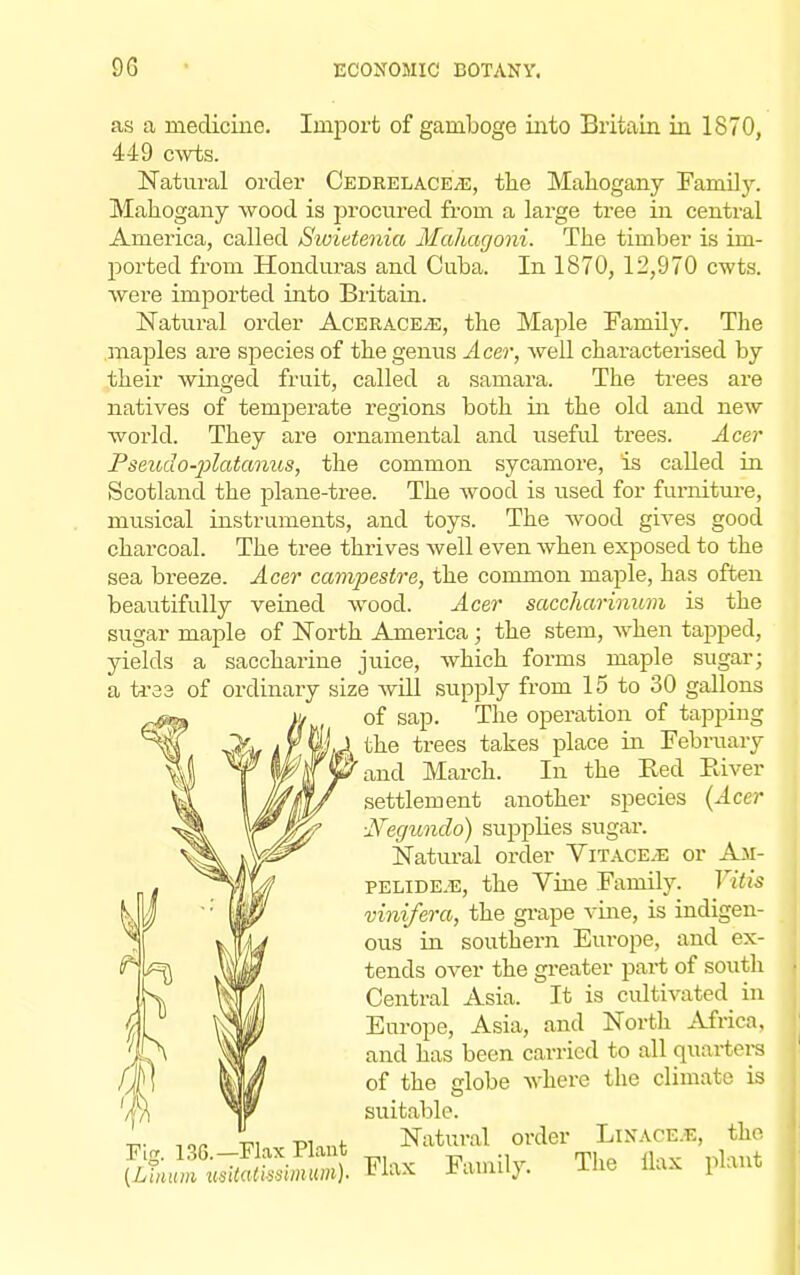 as a medicine. Import of gamboge into Britain in 1870, 449 cwts. Natural order Cedrelace^e, the Mahogany Family. Mahogany wood is procured from a large tree in central America, called Swietenia Mahagoni. The timber is im- ported from Honduras and Cuba. In 1870, 12,970 cwts. were imported into Britain. Natural order Aceraceje, the Maple Family. The maples are species of the genus Acer, well characterised by their winged fruit, called a samara. The trees are natives of temperate regions both in the old and new world. They are ornamental and useful trees. Acer Pseudo-platanus, the common sycamore, is called in Scotland the plane-tree. The wood is used for furniture, musical instruments, and toys. The wood gives good charcoal. The tree thrives well even when exposed to the sea breeze. Acer campestre, the common maple, has often beautifully veined wood. Acer saccharinum is the sugar maple of North America; the stem, when tapped, yields a saccharine juice, which forms maple sugar; a tres of ordinary size will supply from 15 to 30 gallons of sap. The operation of tapping the trees takes place in February and March. In the Bed River settlement another species (Acer ■Negundo) supplies sugar. Natural order Vitace.e or A.u- pelideje, the Vine Family. Vibis vinifera, the grape vine, is indigen- ous in southern Europe, and ex- tends over the greater part of south Central Asia. It is cultivated in Europe, Asia, and North Africa, and has been carried to all quarters of the fflobe where the climate is suitable. _. ,oa ™ «... Natural order Linace.e, the &£3SS2S Bta Family. The fc, plant