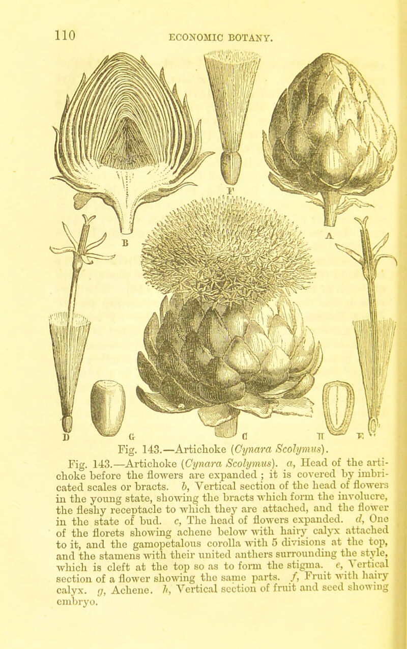 Fig. 143.—Artichoke (Cynara Scolymus). Fig. 143.—Artichoke (Cynara Scolymus). a, Head of the arti- choke before the flowers are expanded ; it is covered by imbri- cated scales or bracts, b, Vertical section of the head of flowers in the young state, showing the bracts which form the involucre, the fleshy receptacle to which they are attached, and the flower in the state of bud. c, The head of flowers expanded, d, One of the florets showing achene below with hairy calyx attached to it, and the gamopetalous corolla with 5 divisions at the top, and the stamens with their united anthers surrounding the style, which is cleft at the top so as to form the stigma, e, Vertical section of a flower showing the same parts. /, Fruit -with hairy calyx. $, Achene. h, Vertical section of fruit and seed showing embryo.