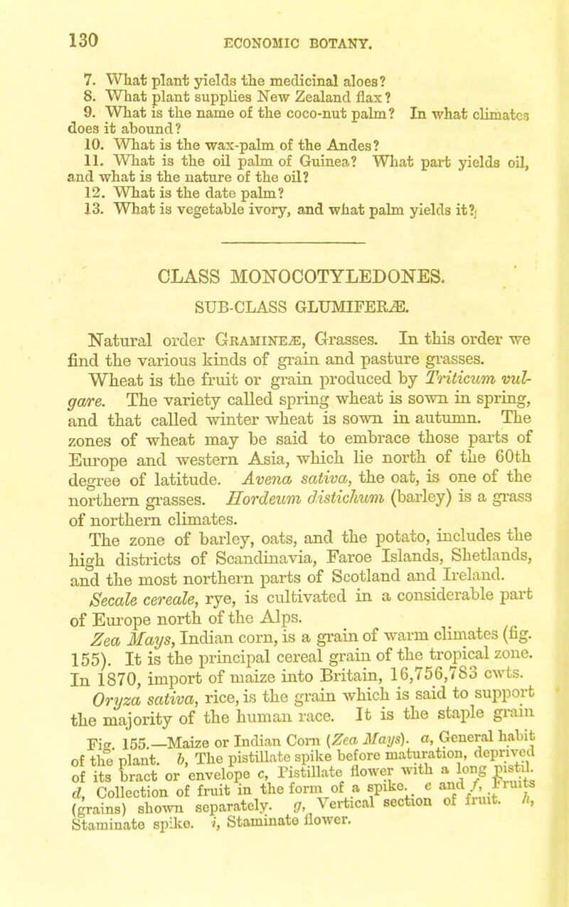 7. What plant yields the medicinal aloes? 8. What plant supplies New Zealand flax ? 9. What is the name of the coco-nut palm? In what climates does it abound? 10. What is the wax-palm of the Andes? 11. What is the oil palm of Guinea? What part yields oil, and what is the nature of the oil? 12. What is the date palm? 13. What is vegetable ivory, and what palm yields it?; CLASS MONOCOTYLEDONES. SUB-CLASS GLUMIFERiE. Natural order Gramineje, Grasses. In this order -we find the various kinds of grain and pasture grasses. Wheat is the fruit or grain produced by Tritimm vulr gare. The variety called spring wheat is sown in spring, and that called winter wheat is sown in autumn. The zones of wheat may be said to embrace those parts of Europe and western Asia, which lie north of the 60th degree of latitude. Avena sativa, the oat, is one of the northern grasses. Eordeum disticliwm (barley) is a grass of northern climates. The zone of barley, oats, and the potato, includes the high districts of Scandinavia, Faroe Islands, Shetlands, and the most northern parts of Scotland and Ireland. Secale cereale, rye, is cultivated in a considerable part of Europe north of the Alps. Zea Mays, Indian corn, is a grain of warm climates (fig. 155). It is the principal cereal grain of the tropical zone. In 1870, import of maize into Britain, 16,756,783 cwts. Oryza sativa, rice, is the grain which is said to support the majority of the human race. It is the staple gram Fi 155 —Maize or Indian Corn (Zea Mays), a, General habit of the plant, b, The pistiUate spike before maturation, deprived of its bract or envelope c, Pistillate flower with a long pistil d, Collection of fruit in the form of a spike c and / lruits (grains) shown separately. g, Vertical sectaon of fruit. h, Staminate spike, i, Staminate flower.