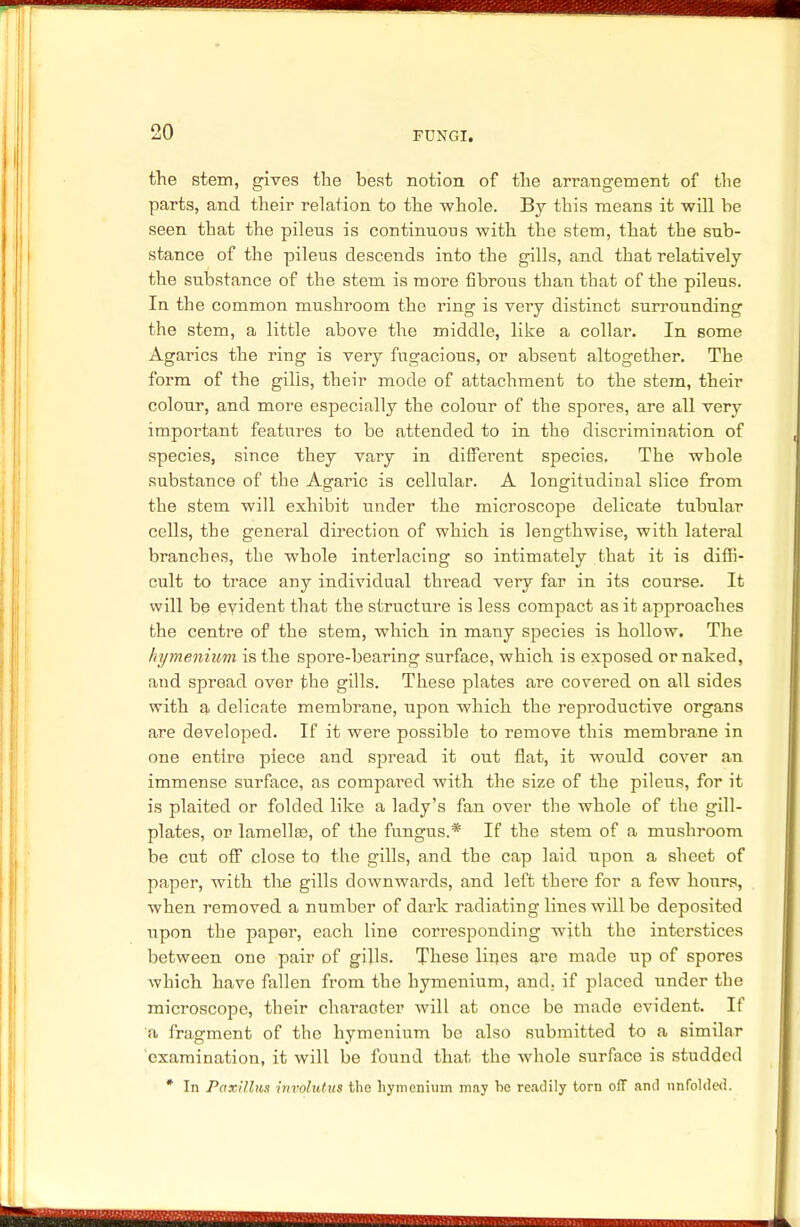 the stem, gives the best notion of the arrangement of the parts, and their relation to the whole. By this means it will be seen that the pileus is continuous with the stem, that the sub- stance of the pileus descends into the gills, and that relatively the substance of the stem is more fibrous than that of the pileus. In the common mushroom the ring is very distinct surrounding the stem, a little above the middle, like a collar. In some Agarics the ring is very fugacious, or absent altogether. The form of the gills, their mode of attachment to the stem, their colour, and more especially the colour of the spores, are all very important features to be attended to in the discrimination of species, since they vary in different species. The whole substance of the Agaric is cellular. A longitudiual slice from the stem will exhibit under the microscope delicate tubular cells, the general direction of which is lengthwise, with lateral branches, the whole interlacing so intimately that it is diffi- cult to trace any individual thread very far in its course. It will be evident that the structure is less compact as it approaches the centre of the stem, which in many species is hollow. The hymenium is the spore-bearing surface, which is exposed or naked, and spread over the gills. These plates are covered on all sides with a delicate membrane, upon which the reproductive organs are developed. If it were possible to remove this membrane in one entire piece and spread it out flat, it would cover an immense surface, as compared with the size of the pileus, for it is plaited or folded like a lady's fan over the whole of the gill- plates, or lamella?, of the fungus.* If the stem of a mushroom be cut off close to the gills, and the cap laid upon a sheet of paper, with the gills downwards, and left thei'e for a few hours, when removed a number of dark radiating lines will be deposited upon the paper, each line corresponding with the interstices between one pair of gills. These lines are made up of spores which have fallen from the hymenium, and, if placed under the microscope, their character will at once be made evident. If a fragment of the hymenium be also submitted to a similar examination, it will be found that the whole surface is studded * In Paxillm involutus the hymenium may he readily torn ofT and unfolded.