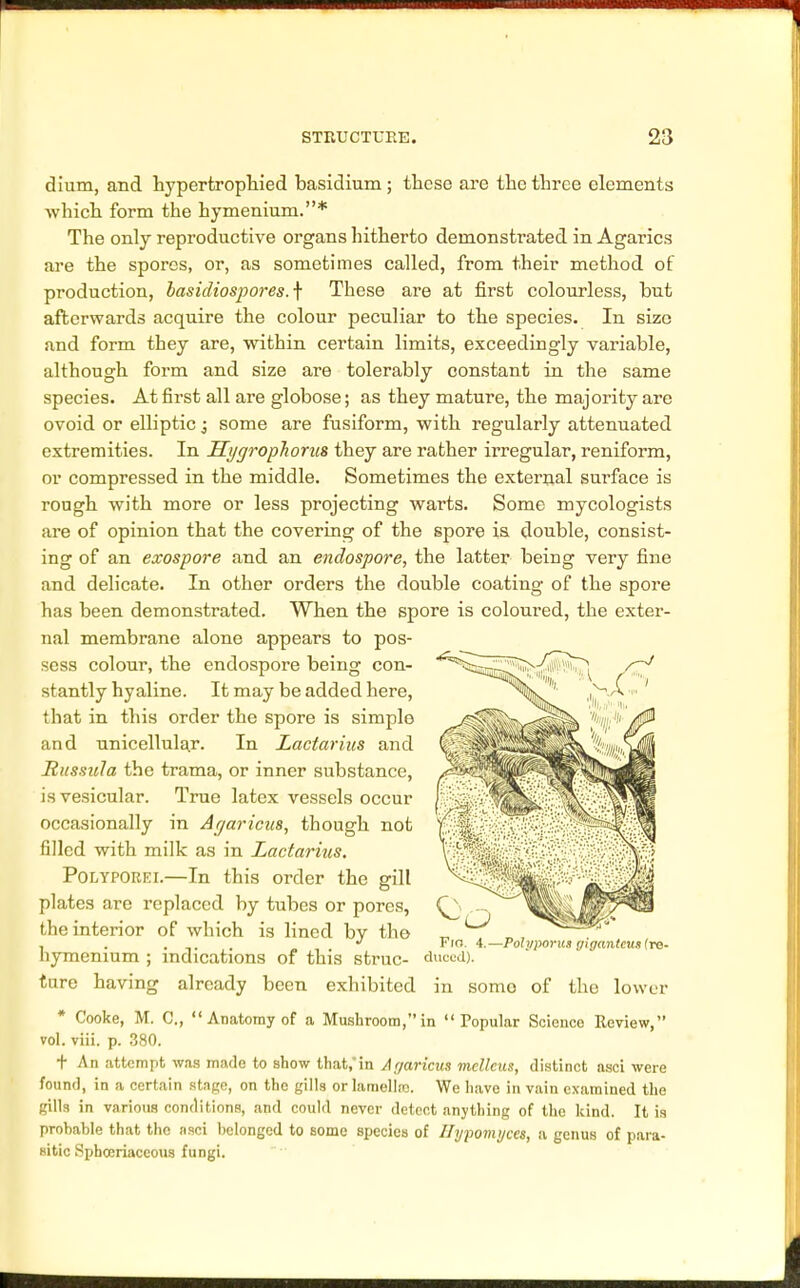 dium, and hypertrophied basidium; these are the three elements which form the hymenium.* The only reproductive organs hitherto demonstrated in Agarics are the spores, or, as sometimes called, from their method of production, basidiospores.\ These are at first colourless, but afterwards acquire the colour peculiar to the species. In size and form they are, within certain limits, exceedingly variable, although form and size are tolerably constant in the same species. At first all are globose; as they mature, the majority are ovoid or elliptic; some are fusiform, with regularly attenuated extremities. In Hygrophorus they are rather irregular, reniform, or compressed in the middle. Sometimes the external surface is rough with more or less projecting warts. Some mycologists are of opinion that the covering of the spore is double, consist- ing of an exospore and an endospore, the latter being very fine and delicate. In other orders the double coating of the spore has been demonstrated. When the spore is coloured, the exter- nal membrane alone appears to pos- sess colour, the endospore being con- stantly hyaline. It may be added here, that in this order the spore is simple and unicellular. In Lactarius and Russula the trama, or inner substance, is vesicular. True latex vessels occur occasionally in Arjaricus, though not filled with milk as in Lactarius. Polyporei.—In this order the gill plates are replaced by tubes or pores, the interior of which is lined by tho . . . ,. . * F'. 4.—rolyporutgigantetu(re- nymenium ; indications of this struc- duood). tare having already been exhibited in somo of the lower * Cooke, M. C., Anatomy of a Mushroom, in Popular Science Review, vol. viii. p. 380. t An attempt was made to show that,'in Arjaricm mcllcus, distinct asci were found, in a certain stage, on the gills or lamella;. We have in vain examined the gills in various conditions, and could never detect anything of the kind. It is prohable that the asci belonged to Borne species of IJypomijces, a genus of para- sitic Sphceriaccous fungi.