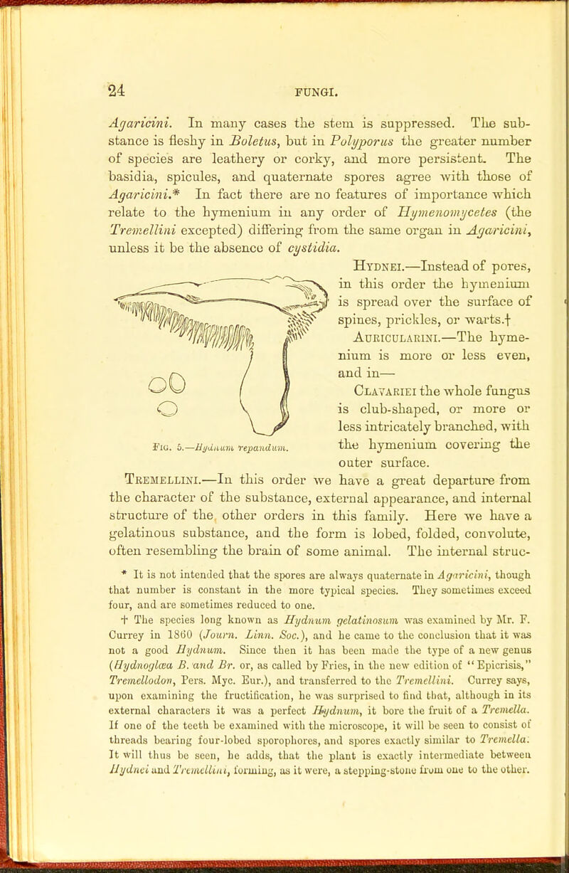 Agaricini. In many cases the stem is suppressed. Tke sub- stance is fleshy in Boletus, but in Polyporus the greater number of species are leathery or corky, and more persistent. The basidia, spicules, and qnaternate spores agree with those of Agaricini.* In fact there are no features of importance which relate to the hymenium in any order of Hymenomycetes (the Tremellini excepted) differing from the same organ in Agaricini, unless it be the absence of cystidia. Hydnei.—Instead of pores, in this order the hymenium is spread over the surface of spines, prickles, or warts.f Auricularini.—The hyme- nium is more or less even, and in— Clavariei the whole fungus is club-shaped, or more or less intricately branched, with the hymenium covering the outer surface. Tremellini.—In this order we have a great departure from the character of the substance, external appearance, and internal structure of the other orders in this family. Here we have a gelatinous substance, and the form is lobed, folded, convolute, often resembling the brain of some animal. The internal struc- * It is not intended that the spores are always quaternate in Agaricini, though that number is constant in the more typical species. They sometimes exceed four, and are sometimes reduced to one. + The species long known as Hydniun gelatinosiim was examined by Mr. F. Currey in 1860 (Journ. Linn. Soc), and he came to the conclusion that it was not a good Eydnum. Since then it has been made the type of a new genus (Hydnoglcea B. and Br. or, as called by Fries, in the new edition of  Epicrisis, Tremcllodon, Pers. Myc. Eur.), and transferred to the Tremellini. Currey says, upon examining the fructification, he was surprised to find that, although in its external characters it was a perfect liydnum, it bore the fruit of a Tremella. If one of the teeth be examined with the microscope, it will be seen to consist of threads bearing four-lobed sporophores, and spores exactly similar to Tremella: It will thus be seen, he adds, that the plant is exactly intermediate between llijduci and Tremellini, forming, as it were, a stepping-stone froin one to the other. 3?IG. 5.—Hyduutvi repanduvi.