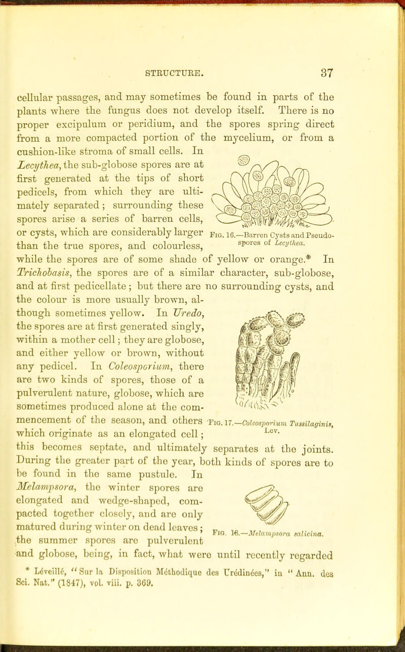 Fig. 1C.—Barren Cysts and Pseudo- spores of Lecythea. cellular passages, and may sometimes be found in parts of the plants where the fungus does not develop itself. There is no proper excipulum or peridium, and the spores spring direct from a more compacted portion of the mycelium, or from a cushion-like stroma of small cells. In Lecythea, the sub-globose spores are at first generated at the tips of short pedicels, from which they are ulti- mately separated; surrounding these spores arise a series of barren cells, or cysts, which are considerably larger than the true spores, and colourless, while the spores are of some shade of yellow or orange.* In TricTiobasis, the spores are of a similar character, sub-globose, and at first pedicellate; but there are no surrounding cysts, and the colour is more usually brown, al- though sometimes yellow. In livedo, the spores are at first generated singly, within a mother cell; they are globose, and either yellow or brown, without any pedicel. In Coleosporium, there are two kinds of spores, those of a pulverulent nature, globose, which are sometimes produced alone at the com- mencement of the season, and others ■Pro. n.-coieosporium Tuuiiaginii, which originate as an elongated cell; Loy' this becomes septate, and ultimately separates at the joints. During the greater part of the year, both kinds of spores are to be found in the same pustule. In Melampsora, the winter spores are elongated and wedge-shaped, com- pacted together closely, and aro only matured during winter on dead leaves; the summer spores are pulverulent ■and globose, being, in fact, what were until recently regarded Ann. des Sci. Fio. 16.—Melampsora salicina. Ldveillc,  Sur la Disposition Mctbodique des Ur4din<$es, in Nat. (1847), vol. viii. p. 369.