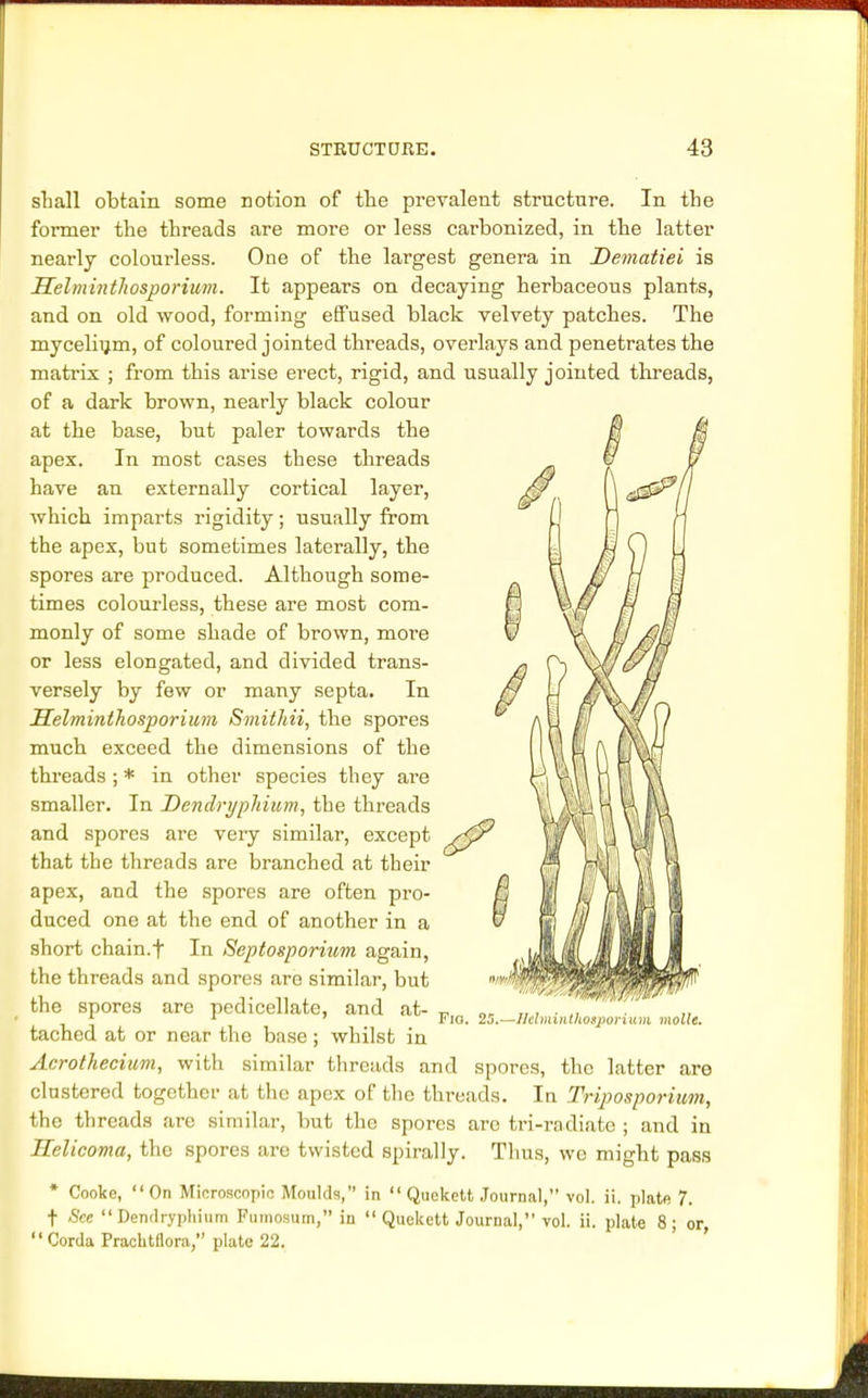 shall obtain some notion of the prevalent structure. In the former the threads are more or less carbonized, in the latter nearly colourless. One of the largest genera in Dematiei is Helminthosporium. It appears on decaying herbaceous plants, and on old wood, forming effused black velvety patches. The mycelium, of coloured jointed threads, overlays and penetrates the matrix ; from this arise erect, rigid, and usually jointed threads, of a dark brown, nearly black colour at the base, but paler towards the apex. In most cases these threads have an externally cortical layer, which imparts rigidity; usually from the apex, but sometimes laterally, the spores are produced. Although some- times colourless, these are most com- monly of some shade of brown, more or less elongated, and divided trans- versely by few or many septa. In Helminthosporium Smithii, the spores much exceed the dimensions of the threads ; * in other species they are smaller. In Dendri/pJiium, the threads and spores are very similar, except that the threads are branched at their apex, and the spores are often pro- duced one at the end of another in a short chain.f In Septosporium again, the threads and spores are similar, but the spores are pedicellate, and at- tached at or near the base; whilst in Acrothecium, with similar threads and spores, the latter are clustered together at the apex of the threads. In Triposporium, the threads are similar, but the spores arc tri-radiate ; and in Helicoma, the spores are twisted spirally. Thus, we might pass * Cooke, On Microscopic Moulds, in  Quckctt Journal, vol. ii. plate 7. f See  Denrlryphium Fumosum, in  Quckctt Journal, vol. ii. plate 8; or,  Corda Practitflora, plate 22. Flo. 25.—Helminthosporium molle.