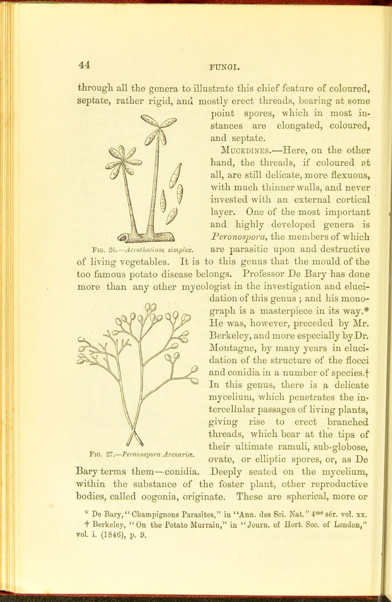 Fio. 26.—Acrotkecium simplex. through all the genera to illustrate this chief feature of coloured, septate, rather rigid, and mostly erect threads, bearing at some point spores, which in most in- stances are elongated, coloured, and septate. Mucedines.—Here, on the other hand, the threads, if coloured at all, are still delicate, more flexuous, with much thinner walls, and never invested with an external cortical layer. One of the most important and highly developed genera is J?eroiwspora, the members of which are parasitic upon and destructive of living vegetables. It is to this genus that the mould of the too famous potato disease belongs. Professor De Bary has done more than any other mycologist in the investigation and eluci- dation of this genus ; and his mono- graph is a masterpiece in its way.* He was, however, preceded by Mr. Berkeley, and more especially by Dr. Montagne, by many years in eluci- dation of the structure of the flocci and conidia in a number of species.f In this genus, there is a delicate mycelium, which penetrates the in- tercellular passages of living plants, giving rise to erect branched threads, which bear at the tips of their ultimate ramuli, sub-globose, ovate, or elliptic spores, or, as De Deeply seated on the mycelium, within the substance of the foster plant, other reproductive bodies, called oogonia, originate. These are spherical, more or Fio. 27.—Peronospora Armaria. Bary terms them—conidia w De Bary, Champignons Parasites, in Ann. des Sci. Nat.4raeser. vol. xx. t Berkeley, On the Potato Murrain, in Journ. of Hort. Soc. of London, vol. i. (] 846), p. 9.