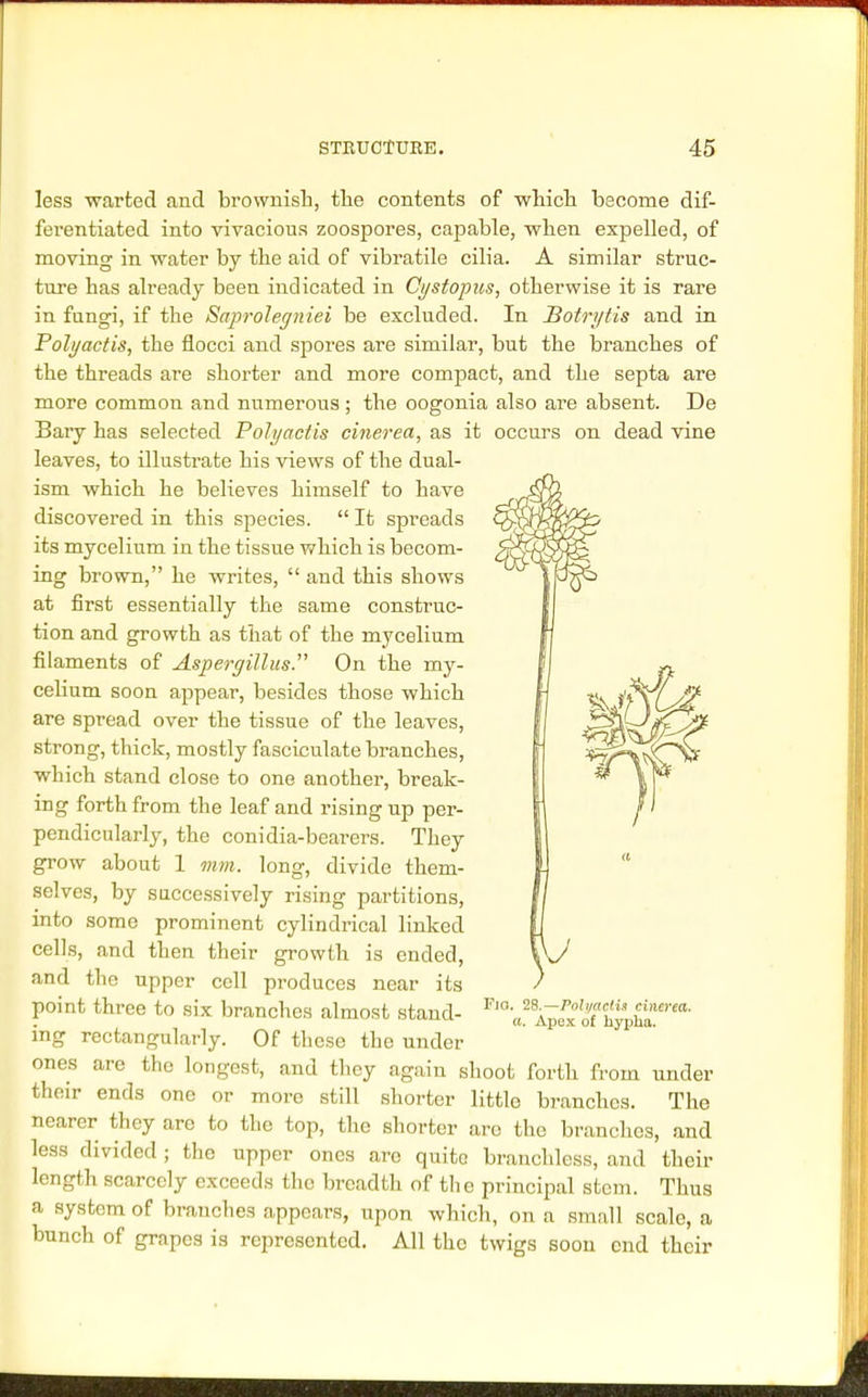 less warted and brownish, the contents of which become dif- ferentiated into vivacious zoospores, capable, when expelled, of moving in water by the aid of vibratile cilia. A similar struc- ture has already been indicated in Cystopus, otherwise it is rare in fungi, if the Saprolegniei be excluded. In Botrytis and in Polyactis, the flocci and spores are similar, but the branches of the threads are shorter and more compact, and the septa are more common and numerous ; the oogonia also are absent. De Bary has selected Polyactis cinerea, as it occurs on dead vine leaves, to illustrate his views of the dual- ism which he believes himself to have discovered in this species.  It spreads its mycelium in the tissue which is becom- ing brown, he writes,  and this shows at first essentially the same construc- tion and growth as that of the mycelium filaments of Aspergillus. On the my- celium soon appear, besides those which are spread over the tissue of the leaves, strong, thick, mostly fasciculate branches, which stand close to one another, break- ing forth from the leaf and rising up per- pendicularly, the conidia-bearers. They grow about 1 mm. long, divide them- selves, by successively rising partitions, into some prominent cylindrical linked cells, and then their growth is ended, and the upper cell produces near its point three to six branches almost stand- Fl V a^cxof'hypUa'6' ing rectangularly. Of these the under ones are the longest, and they again shoot forth from under their ends one or more still shorter little branches. The nearer they are to the top, the shorter arc the branches, and less divided ; the upper ones arc quite branchless, and their length scarcely exceeds the breadth of the principal stem. Thus a system of branches appears, upon which, on a small scale, a bunch of grapes is represented. All the twigs soon end their