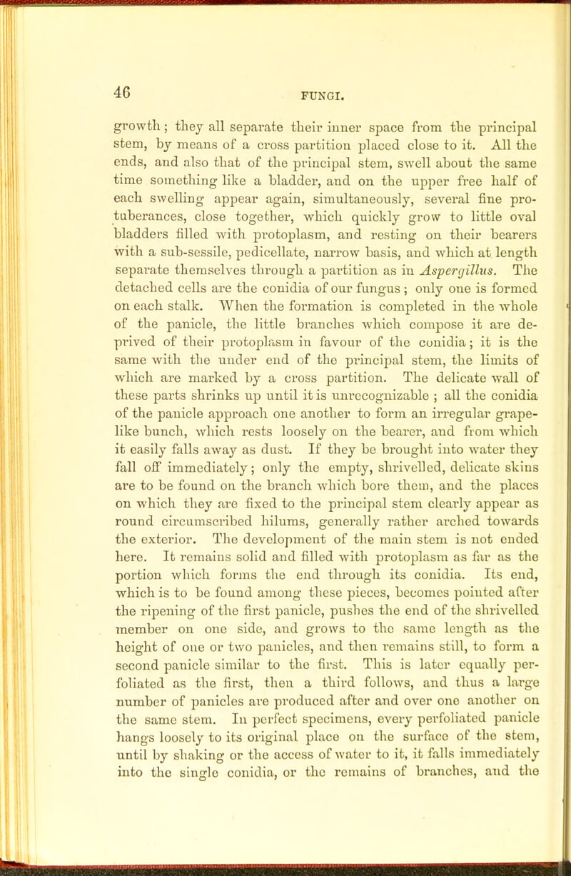 growth; they all separate their inner space from the principal stem, by means of a cross partition placed close to it. All the ends, and also that of the principal stem, swell about the same time something like a bladder, and on the upper free half of each swelling appear again, simultaneously, several fine pro- tuberances, close together, which quickly grow to little oval bladders filled with protoplasm, and resting on their bearers with a sub-sessile, pedicellate, narrow basis, and which at length separate themselves through a partition as in Aspergillus. The detached cells are the conidia of our fungus ; only one is formed on each stalk. When the formation is completed in the whole of the panicle, the little branches which compose it are de- pinved of their protoplasm in favour of the conidia; it is the same with the under end of the pi'incipal stem, the limits of which are marked by a cross partition. The delicate wall of these parts shrinks up until it is unrecognizable ; all the conidia of the panicle approach one another to form an irregular grape- like bunch, which rests loosely on the bearer, and from which it easily falls away as dust. If they be brought into water they fall off immediately; only the empty, shrivelled, delicate skins are to be found on the branch which bore them, and the places on which they are fixed to the principal stem clearly appear as round crrcumscribed hilums, generally rather arched towards the exterior. The development of the main stem is not ended here. It remains solid and filled with protoplasm as far as the portion which forms the end through its conidia. Its end, which is to be found among these pieces, becomes pointed after the ripening of the first panicle, pushes the end of the shrivelled member on one side, and grows to the same length as the height of one or two panicles, and then remains still, to form a second panicle similar to the first. This is later equally per- foliated as the first, then a third follows, and thus a large number of panicles are produced after and over one another on the same stem. In perfect specimens, every perfoliated panicle hangs loosely to its original place on the surface of the stem, until by shaking or the access of water to it, it falls immediately into the single conidia, or the remains of branches, and the