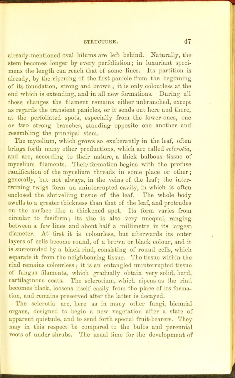 already-mentioned oval hilums are left behind. Natui'ally, the stem becomes longer by every perfoliation; in luxuriant speci- mens the length can reach that of some lines. Its partition is already, by the ripening of the first panicle from the beginning of its foundation, strong and brown; it is only colourless at the end which is extending, and in all new formations. During all these changes the filament remains either unbranched, except as regards the transient panicles, or it sends out here and there, at the perfoliated spots, especially from the lower ones, one or two strong branches, standing opposite one another and resembling the principal stem. The mycelium, which grows so exuberantly in the leaf, often brings forth many other productions, which are called sclerotia, and are, according to their nature, a thick bulbous tissue of mycelium filaments. Their formation begins with the profuse ramification of the mycelium threads in some place or other; generally, but not always, in the veins of the leaf; the inter- twining twigs form an uninterrupted cavity, in which is often enclosed the shrivelling tissue of the leaf. The whole body swells to a greater thickness than that of the leaf, and protrudes on the surface like a thickened spot. Its form varies from circular to fusiform; its size is also very unequal, ranging between a few lines and about half a millimetre in its largest diameter. At first it is colourless, but afterwards its outer layers of cells become round, of a brown or black colour, and it is surrounded by a black rind, consisting of rouud cells, which separate it from the neighbouring tissue. The tissue within the rind remains colourless ; it is an entangled uninterrupted tissue of fungus filaments, which gradually obtain very solid, hard, cartilaginous coats. The sclerotium, which ripens as the rind becomes black, loosens itself easily from the place of its forma- tion, and remains preserved after the latter is decayed. The sclerotia are, hero as in many other fungi, biennial organs, designed to begin a new vegetation after a state of apparent quietude, and to send forth special fruit-bearers. They may in this respect bo compared to tho bulbs and perennial roots of under shrubs. The usual time for the development of