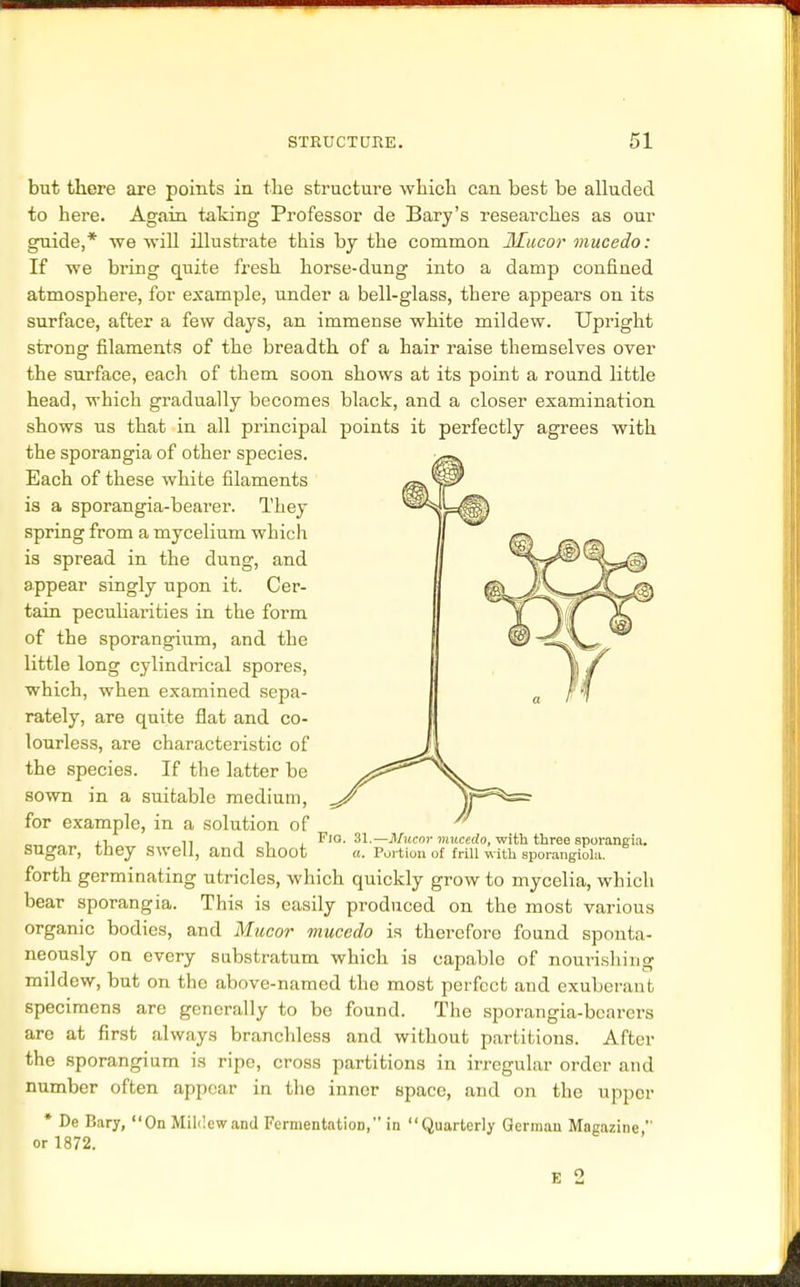 but there are points in the structure which can best be alluded to here. Again taking Professor de Bary's researches as our guide,* we will illustrate this by the common Mucor mucedo: If we bring quite fresh horse-dung into a damp confined atmosphere, for example, under a bell-glass, there appears on its surface, after a few days, an immense white mildew. Upright strong filaments of the breadth of a hair raise themselves over the surface, each of them soon shows at its point a round little head, which gradually becomes black, and a closer examination shows us that in all principal points it perfectly agrees with the sporangia of other species. Each of these white filaments is a sporangia-bearer. They spring from a mycelium which is spread in the dung, and Fio. appear singly upon it. Cer- tain pecubarities in the form of the sporangium, and the little long cylindrical spores, which, when examined sepa- rately, are quite flat and co- lourless, are characteristic of the species. If the latter be sown in a suitable medium, for example, in a solution of sugar, they swell, and shoot forth germinating utricles, which quickly grow to mycelia, which bear sporangia. This is easily produced on the most various organic bodies, and Mucor mucedo is therefore found sponta- neously on every substratum which is capable of nourishing mildew, but on the above-named the most perfect and exuberant specimens are generally to be found. The sporangia-bearers are at first always branchless and without partitions. After the sporangium is ripe, cross partitions in irregular order and number often appear in the inner space, and on the upper * De Bary, On Mildew and Fermentation, in Quarterly German Magazine  or 1872. 31.— Mucor mucedo, with three sporangia. a. Portion of frill with sporangiola.