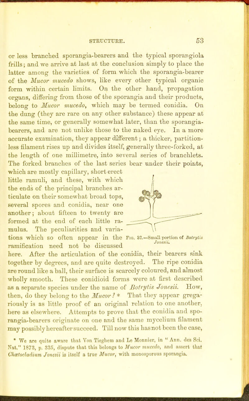 or less branched sporangia-bearers and the typical sporangiola frills; and we arrive at last at the conclusion simply to place tbe latter among tbe varieties of form which the sporangia-bearer of the Mucor mucedo shows, like every other typical organic form within certain limits. On the other hand, propagation organs, differing from those of tbe sporangia and their products, belong to Mucor mucedo, which may be termed conidia. On the dung (they are rare on any other substance) these appear at the same time, or generally somewhat later, than the sporangia- bearers, and are not unlike those to the naked eye. In a more accurate examination, they appear different; a thicker, partition- less filament rises up and divides itself, generally three-forked, at the length of one millimetre, into several series of branchlets. The forked branches of the last series bear under their points, which are mostly capillary, short erect little ramuli, and these, with which the ends of the principal branches ar- ticulate on their somewhat broad tops, several spores and conidia, near one another; about fifteen to twenty are formed at the end of each little ra- mulus. The peculiarities and varia- tions which SO often appear in the Fio. 82.—Small portion of Botrylis ramification need not be discussed here. After the articulation of the conidia, their bearers sink together by degrees, and are quite destroyed. The ripe conidia are round like a ball, their surface is scarcely coloured, and almost wholly smooth. These conidioid forms were at first described as a separate species under the name of Boirylis Joncsii. How, then, do they belong to the Mucor? * That they appear grega- riously is as little proof of an original relation to one another, here as elsewhere. Attempts to prove that the conidia and spo- rangia-bearers originate on one and the same mycelium filament may possibly hereafter succeed. Till now this hasnot been the case, * We are quite aware that Von Tieghem and Le Monnicr, in Ann. des Sci. Nat. 1873, p. 835, dispute that this belongs to Mucor mucedo, and assert that Vhwtocladium Joncsii is itself a true Mucor, with monosporous sporangia.